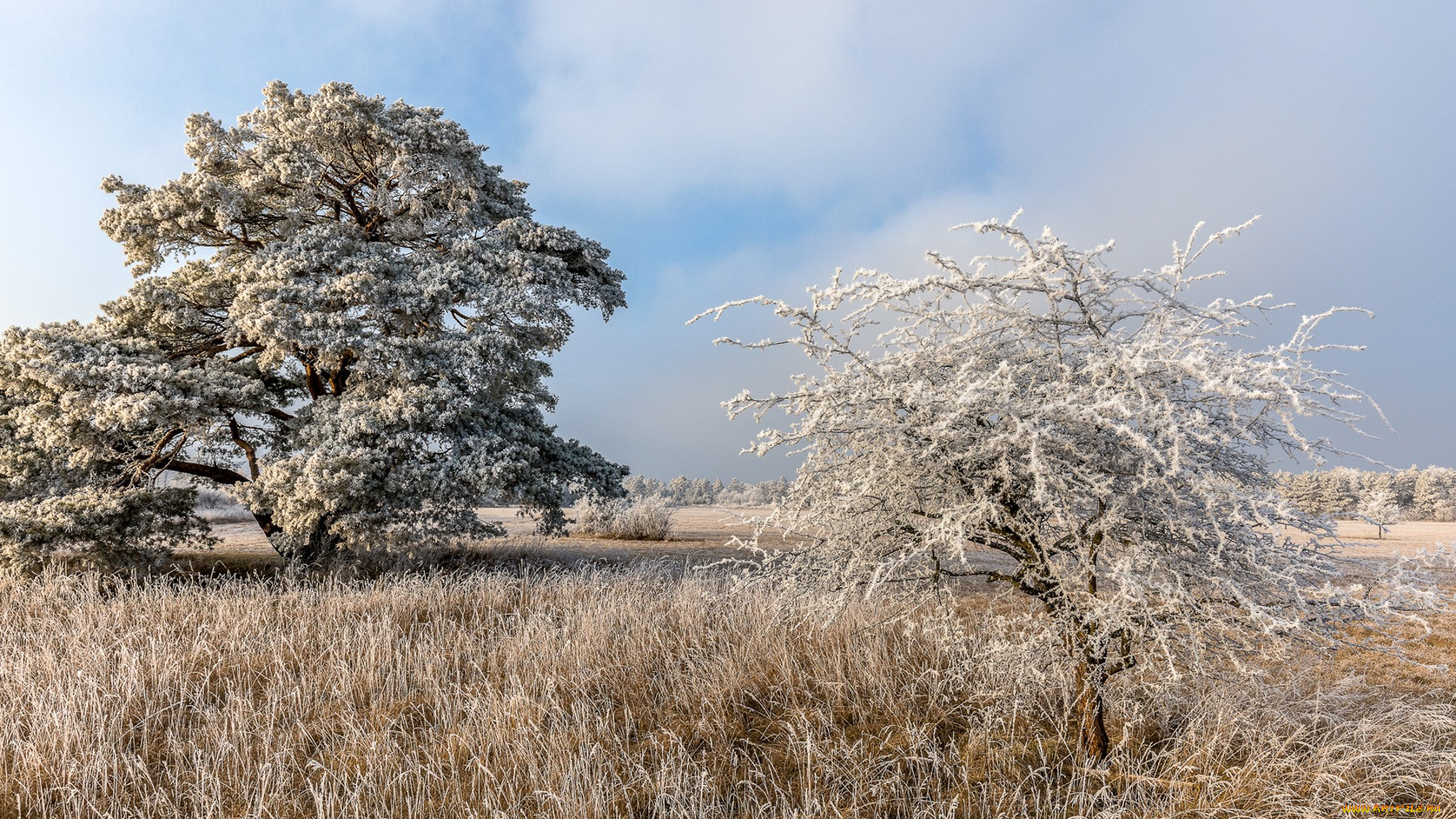 природа, деревья, простор