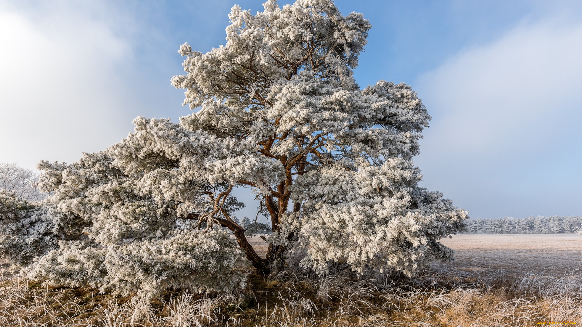 природа, другое, простор