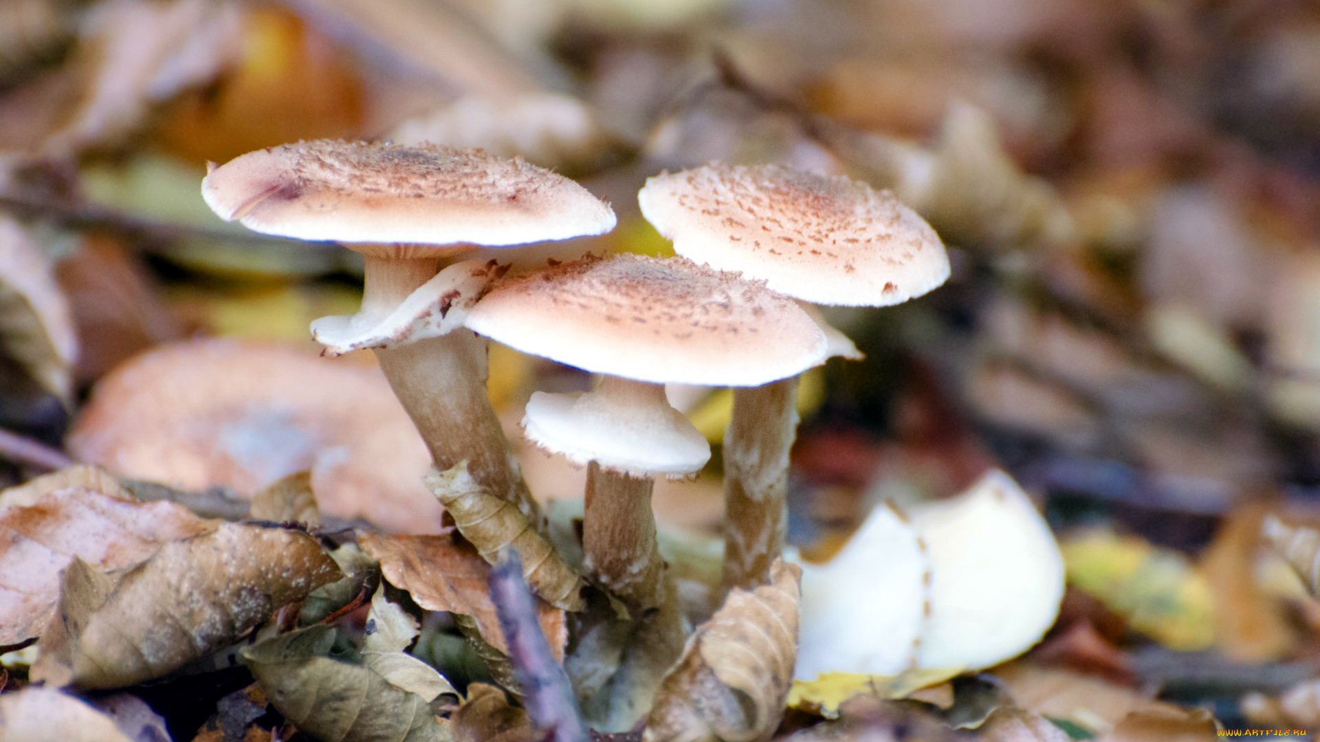 природа, грибы, грибная, семейка