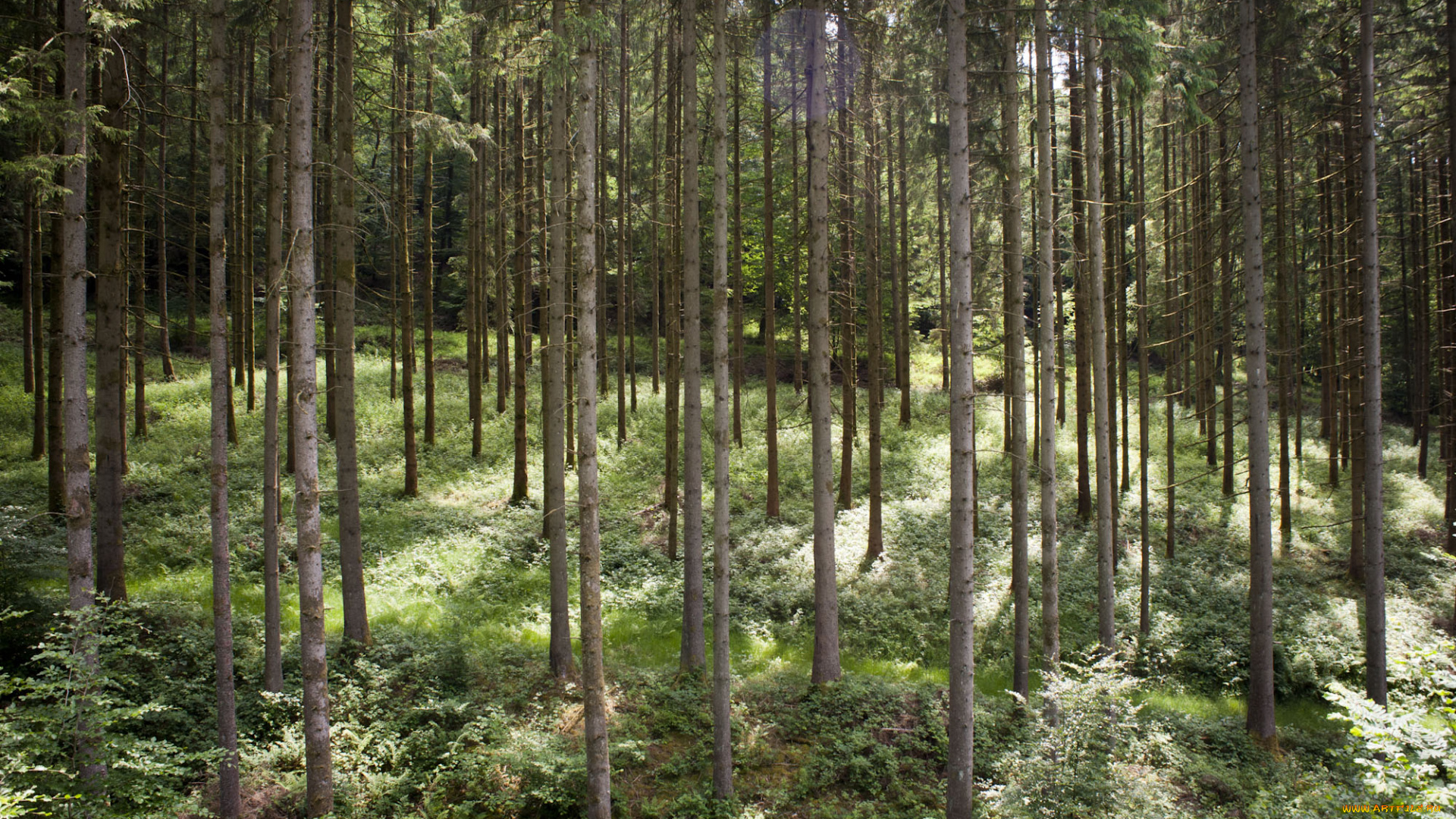 природа, лес, простор