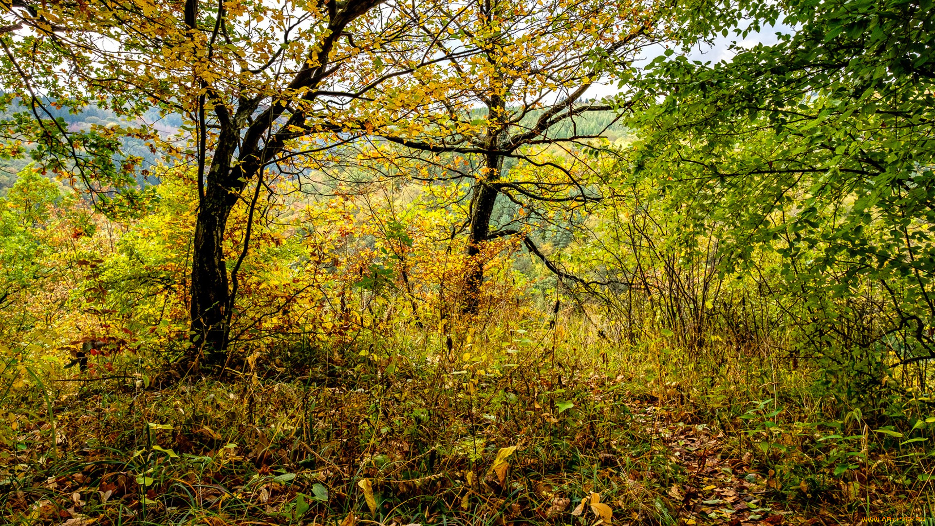 природа, лес, простор