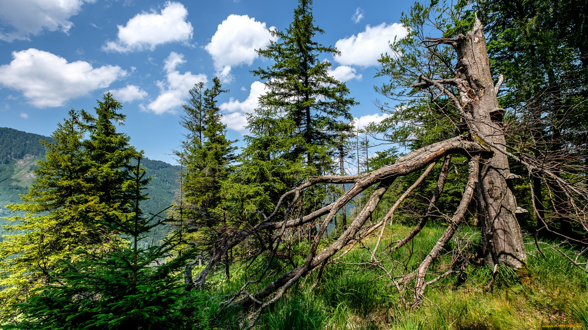 природа, лес, простор