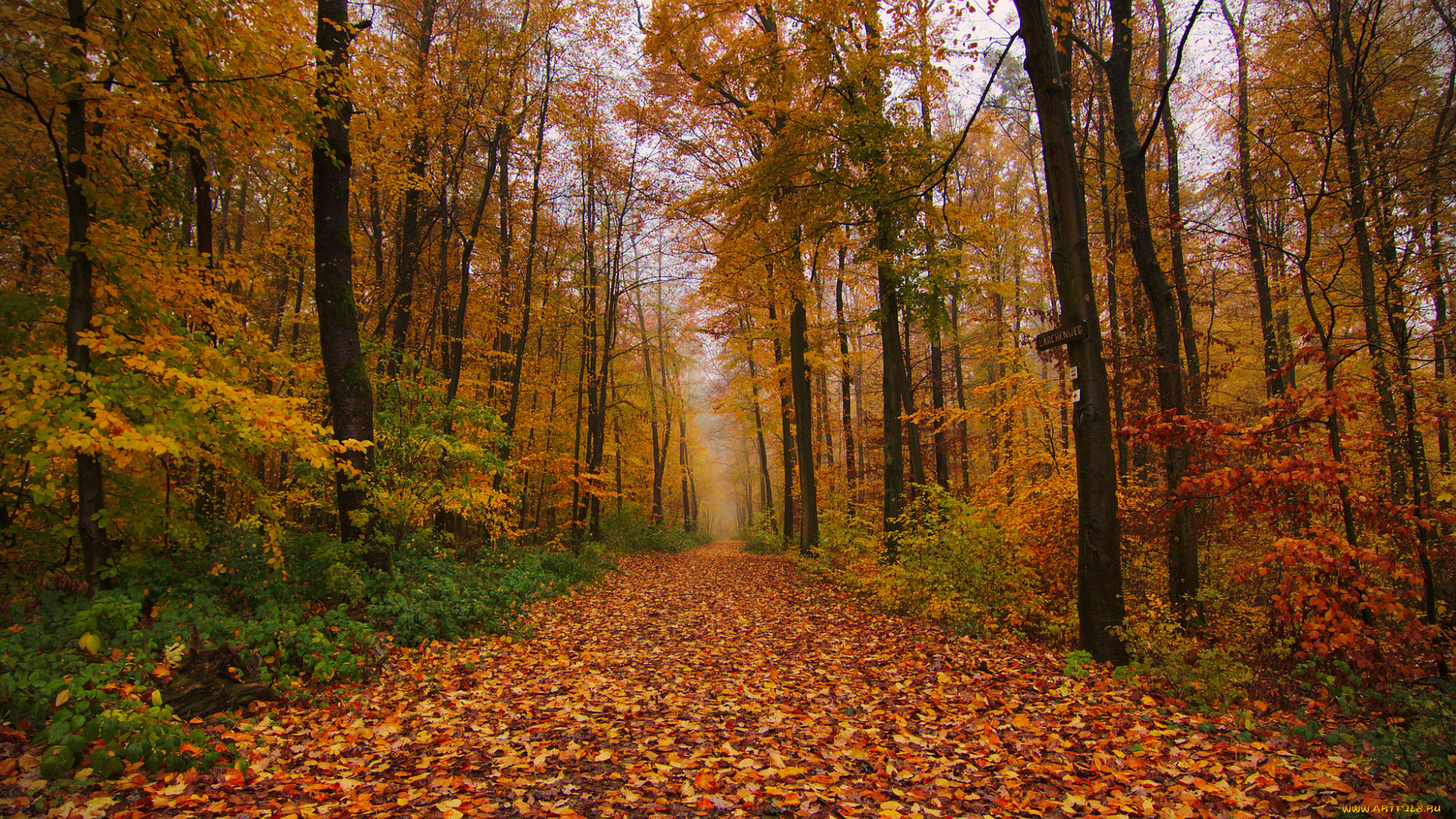 природа, лес, простор