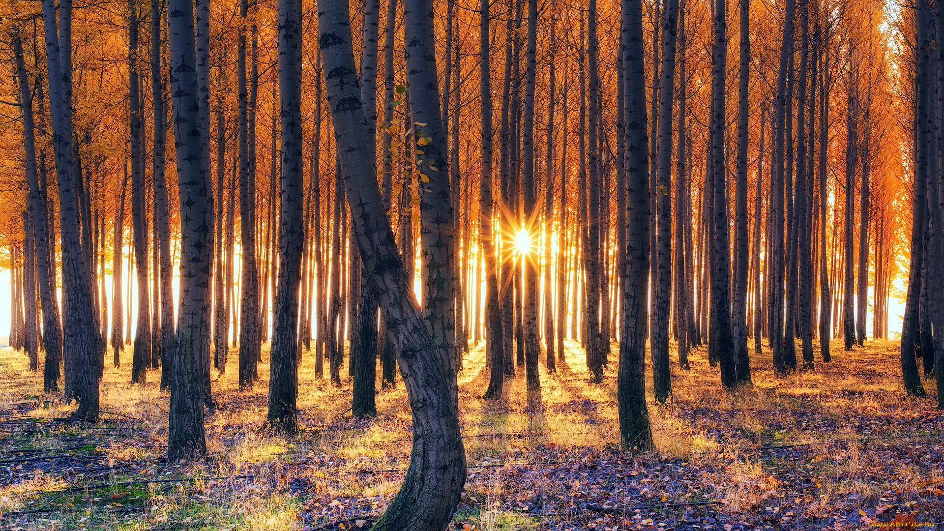 природа, лес, стволы, осень, листопад