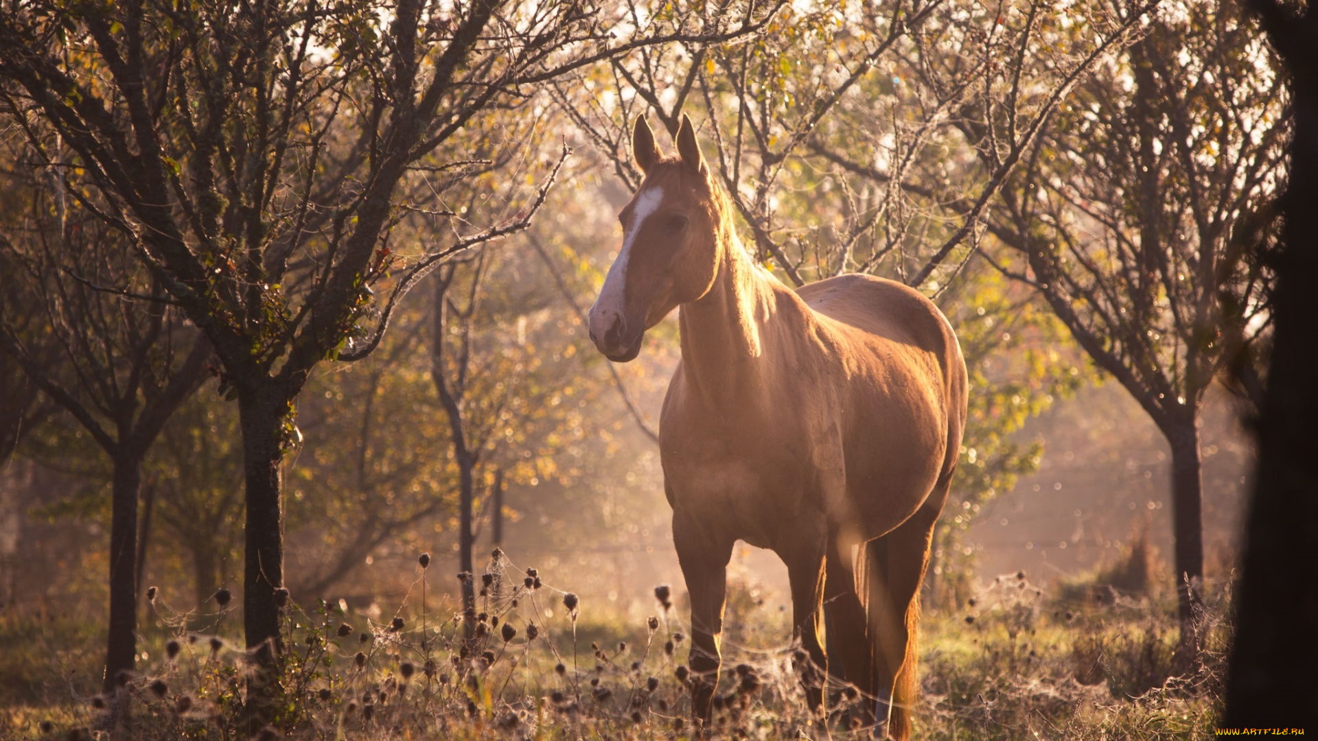 животные, лошади, конь, рыжий, пастбище, лес, лето, утро, солнце, свет, блики, размытие, паутина