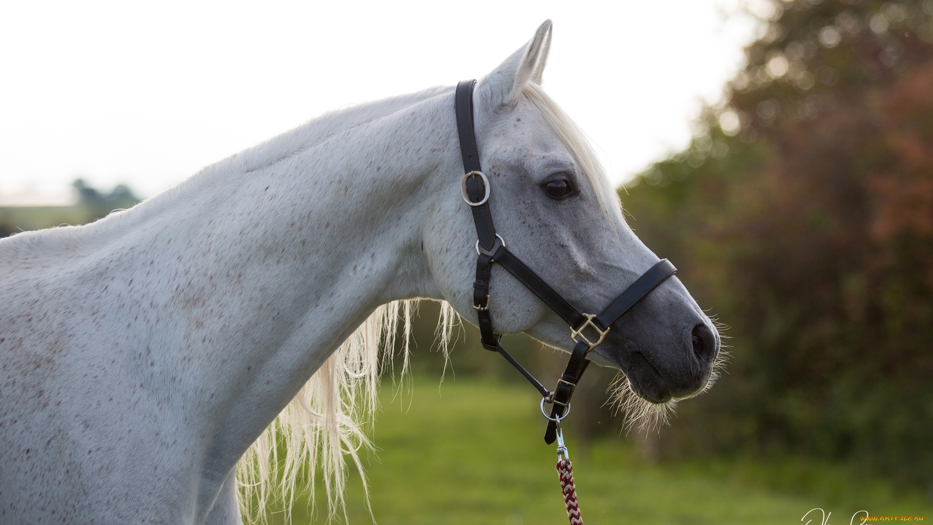 животные, лошади, конь, серый, морда, профиль, недоуздок