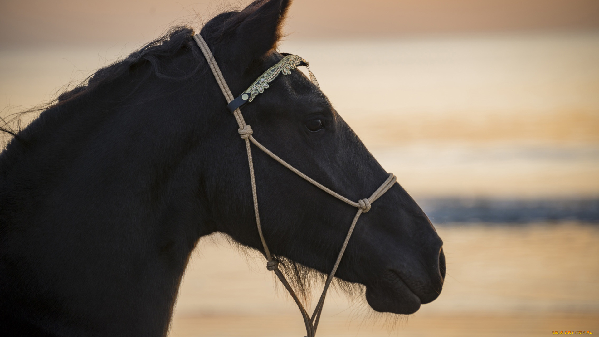 животные, лошади, конь, вороной, морда, профиль, закат, свет, красавец