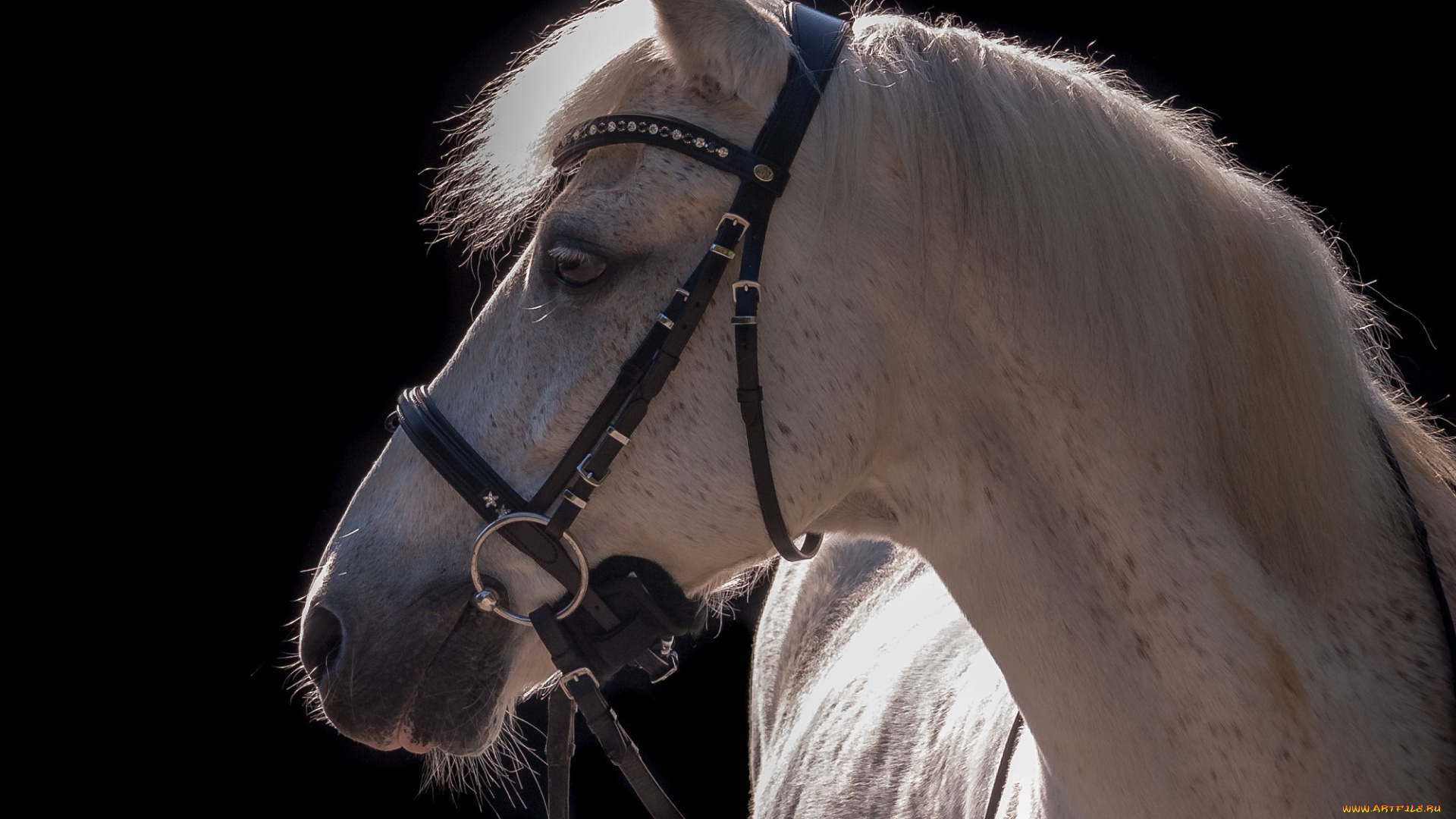 животные, лошади, контраст, серый, конь, свет, уздечка, сбруя, чёлка, грива, профиль, морда