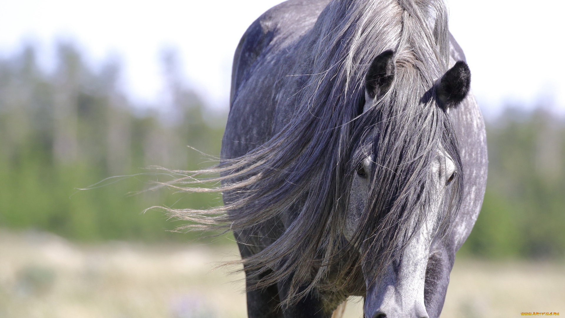 животные, лошади, красавец, портрет, грива, конь, морда, серый, дикий