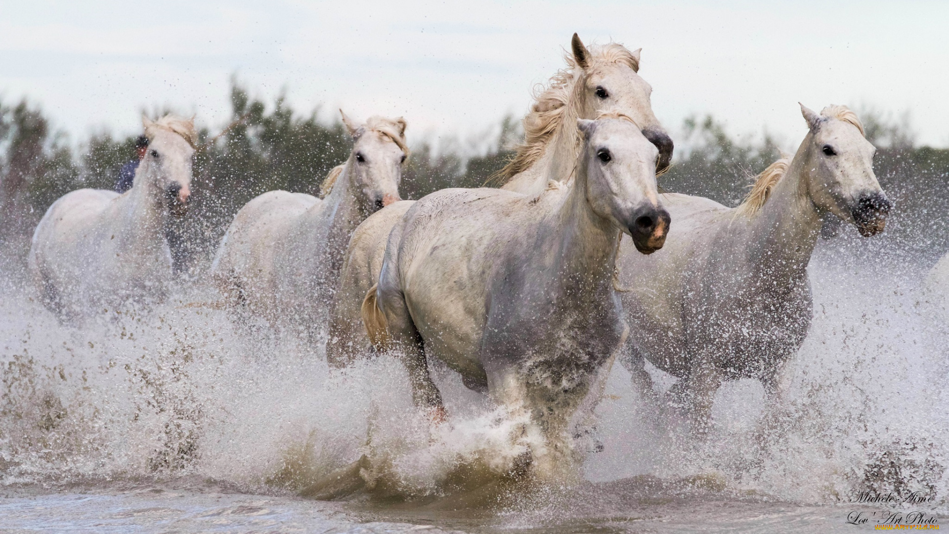 животные, лошади, скачка, брызги, вода, галоп, бег, табун, кони, грация, мощь, движение