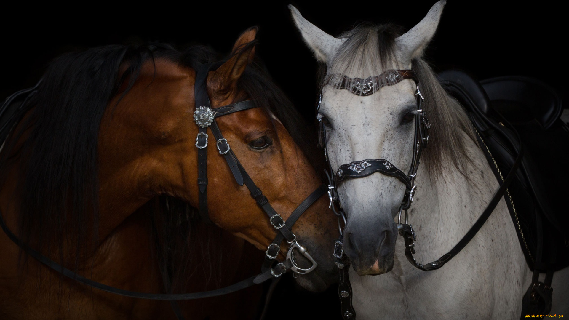 животные, лошади, уздечка, сбруя, серый, гнедой, пара, кони