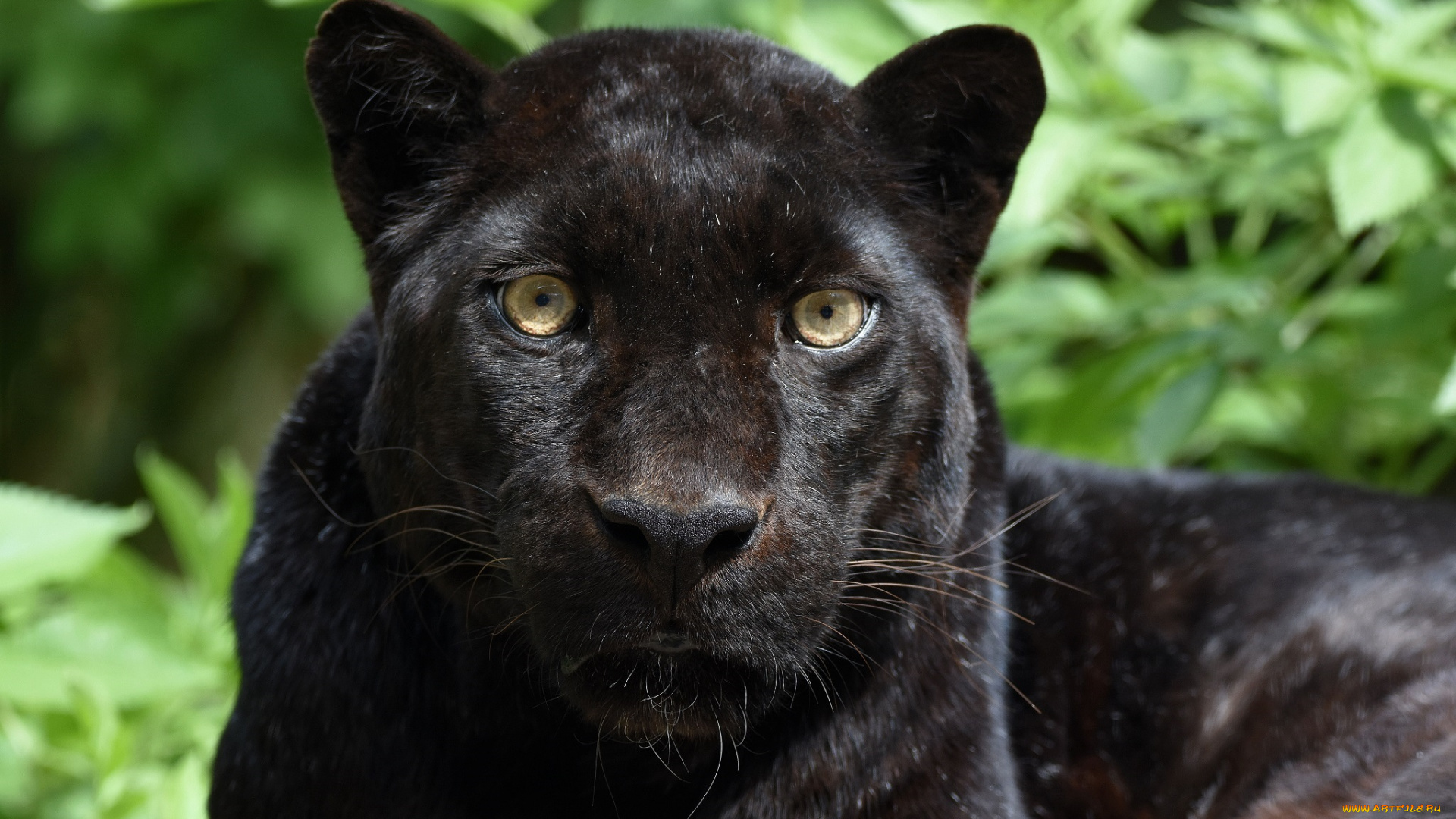 животные, пантеры, морда, хищник, кошка, чёрный, леопард, портрет