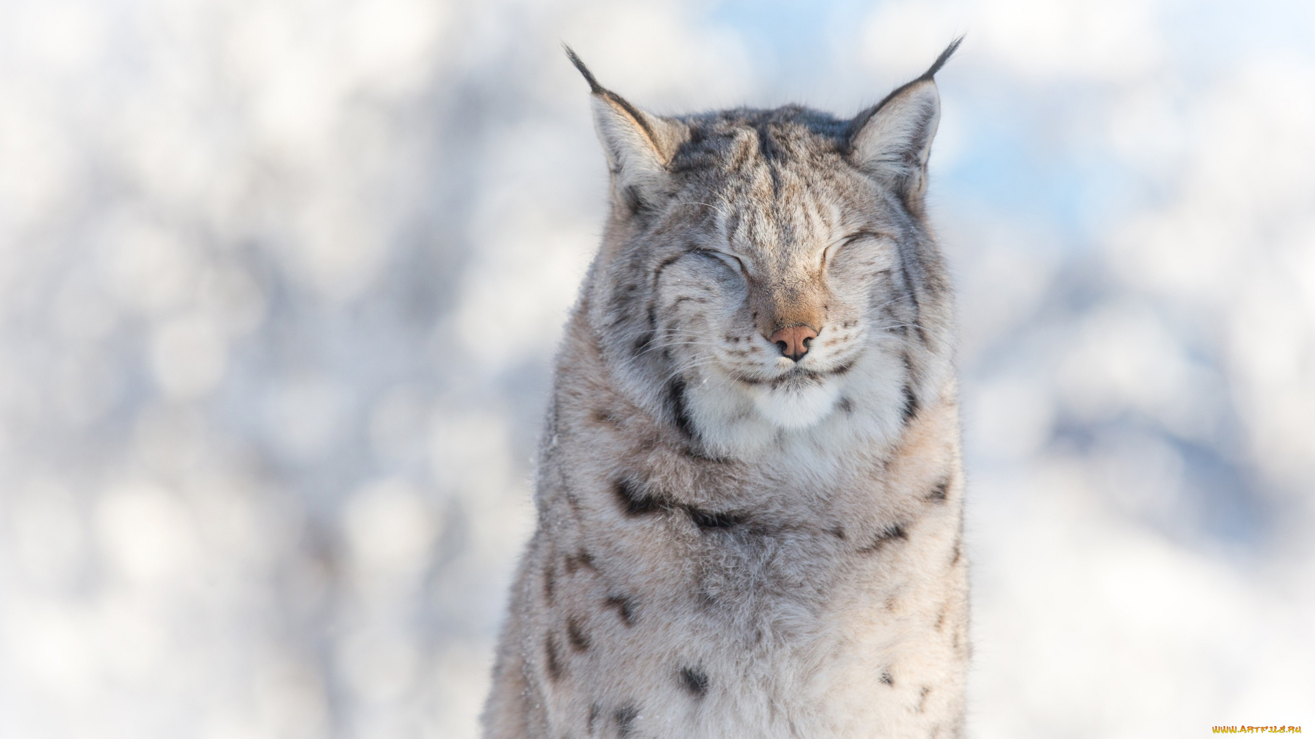 животные, рыси, кошка, мех, свет, жмурится, снег, зима, портрет, морда, хищник