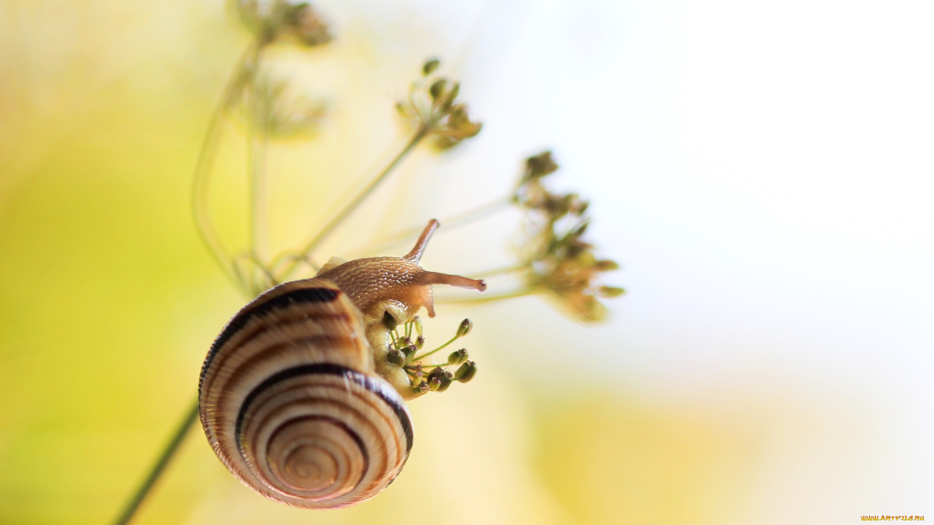 животные, улитки, рожки, панцирь, макро