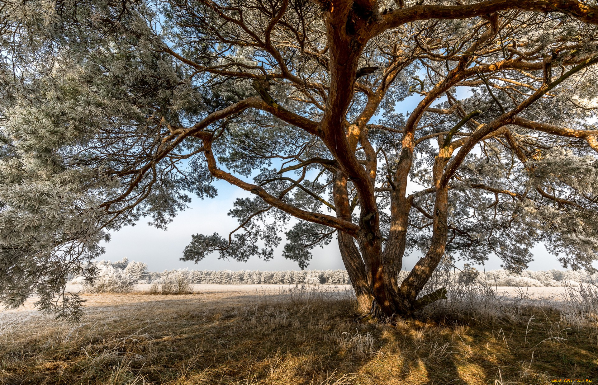 природа, деревья, простор