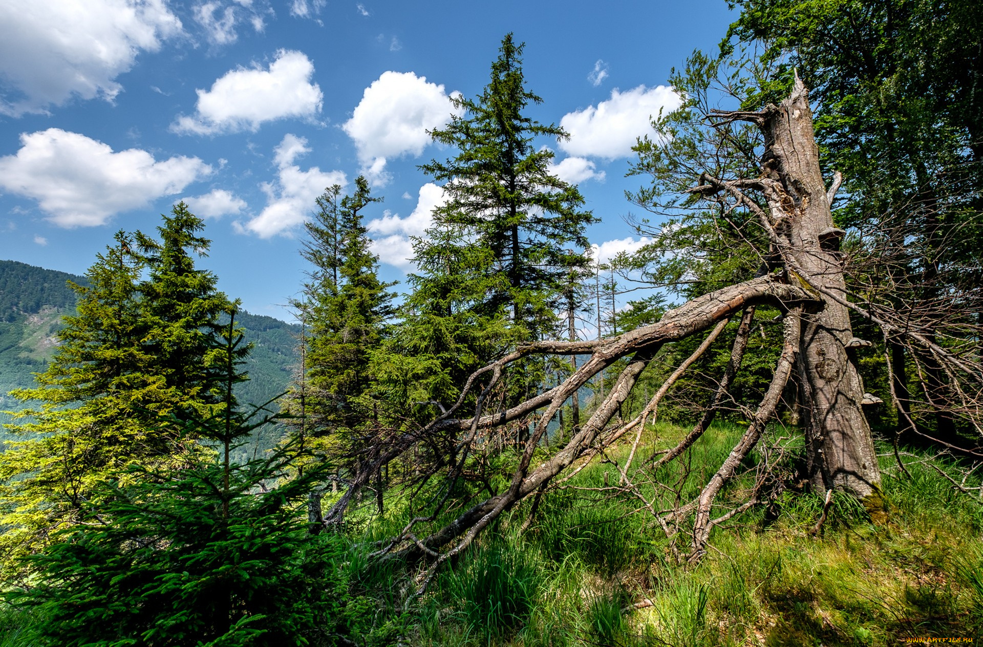 природа, лес, простор