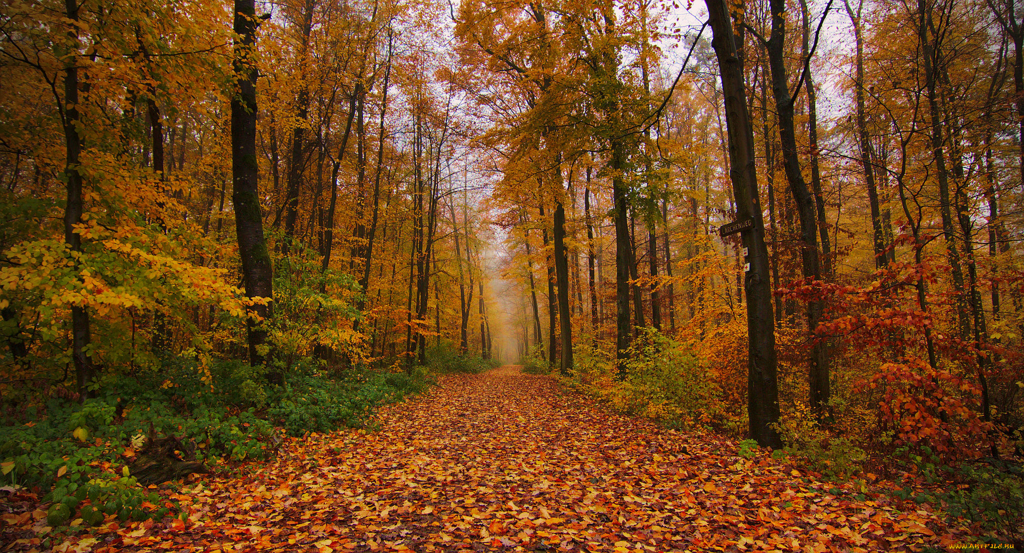 природа, лес, простор