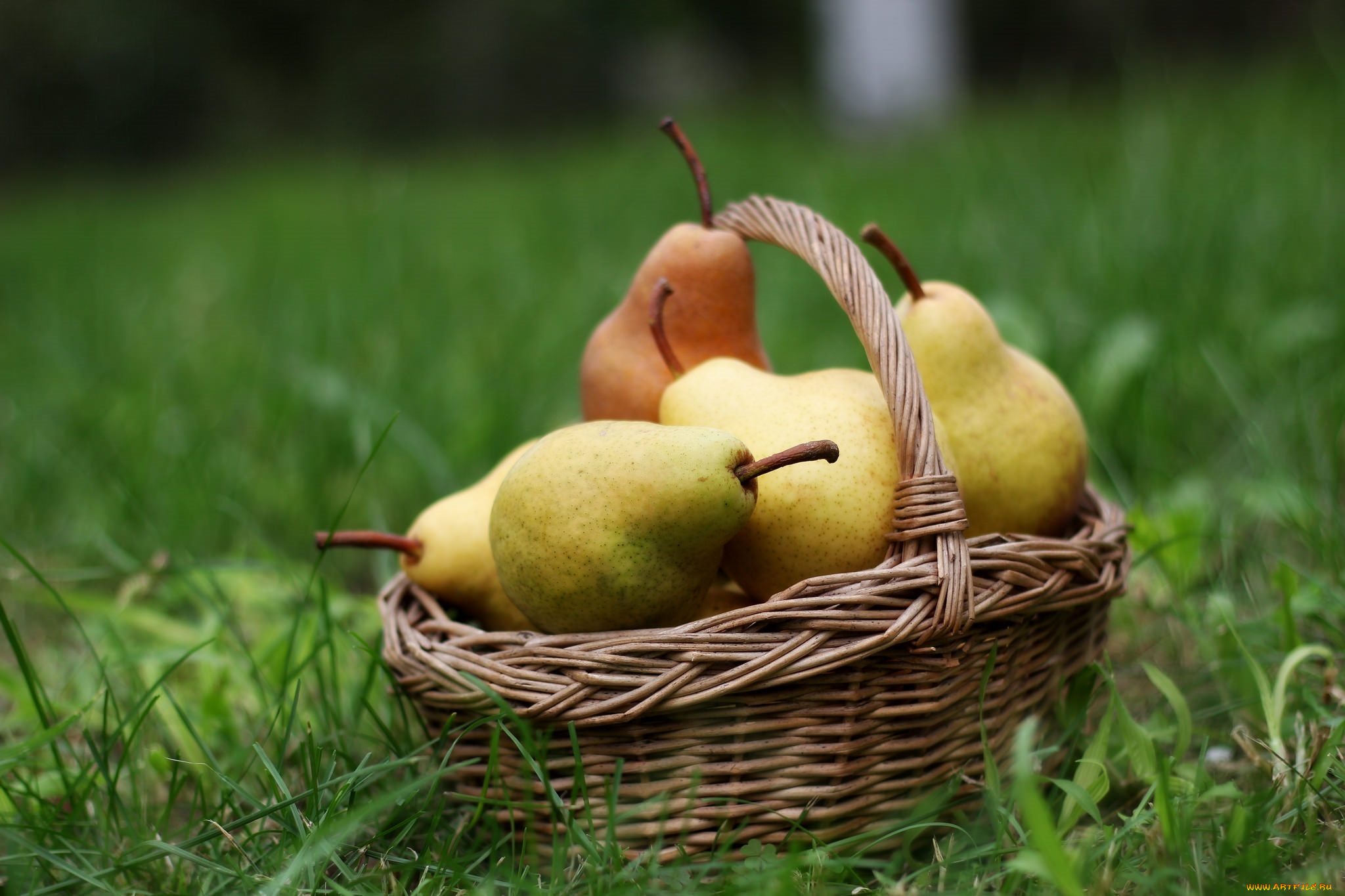 еда, груши, урожай, трава, корзинка, фрукты