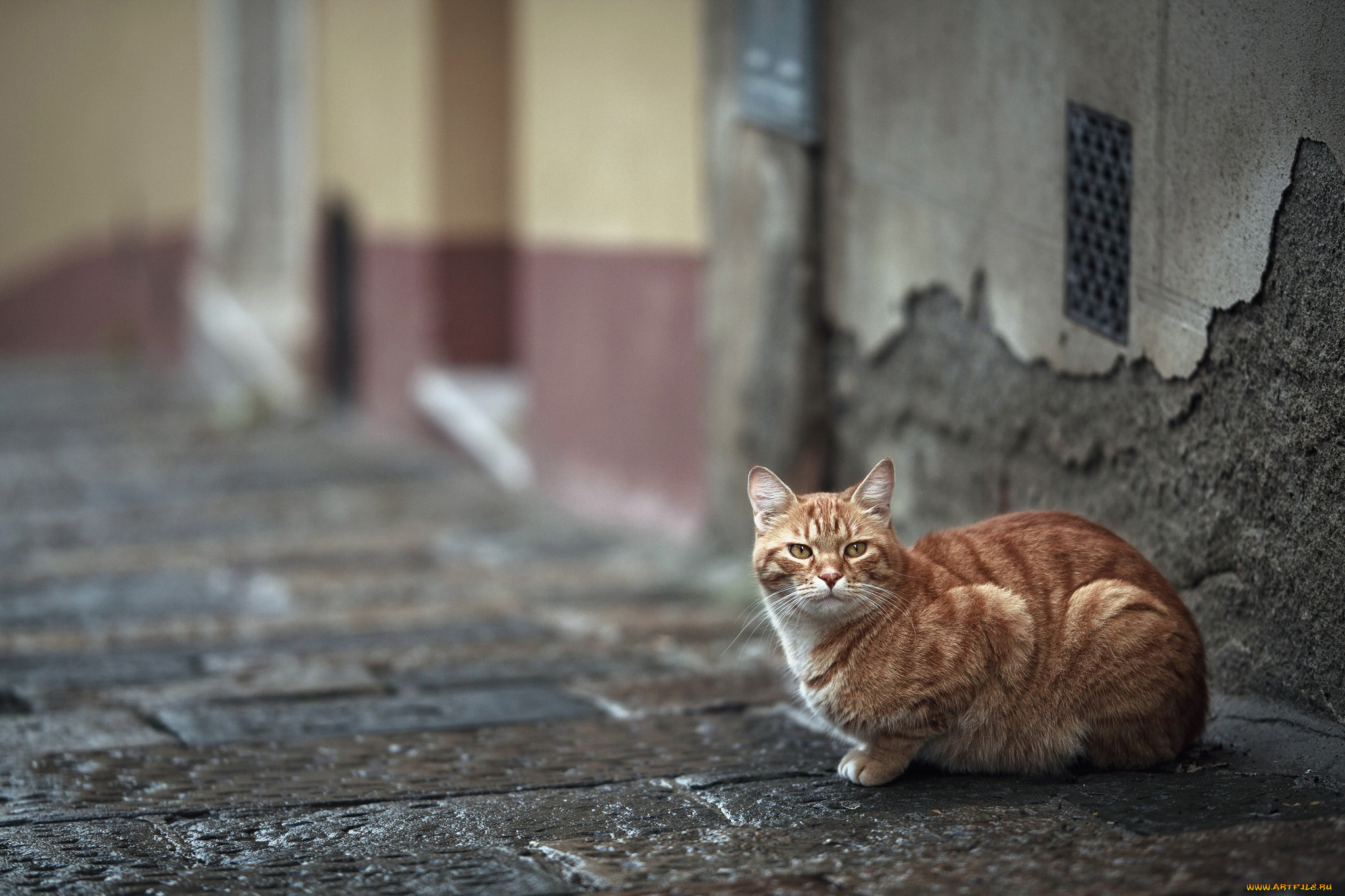 кот, животные, коты