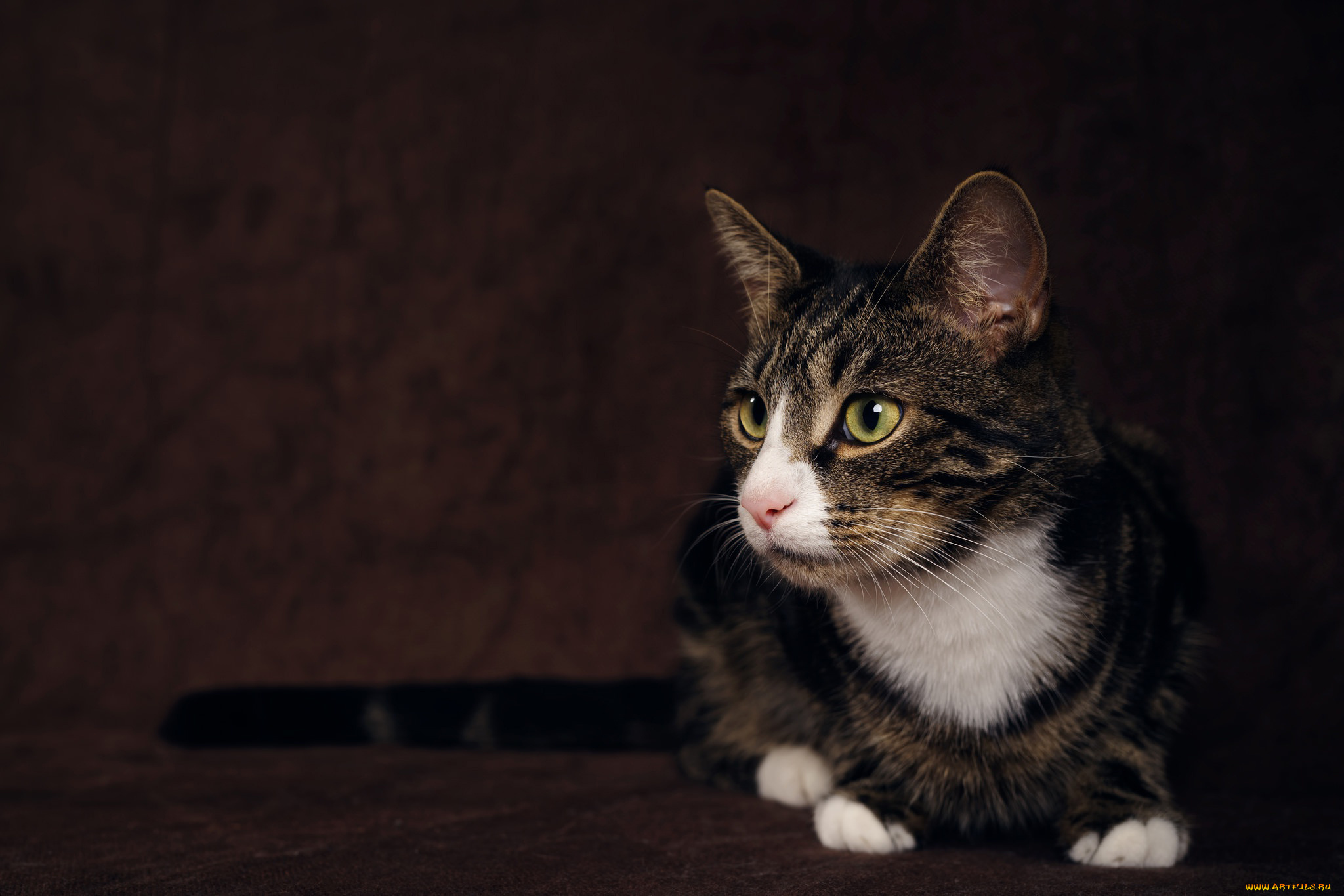 кот, животные, коты