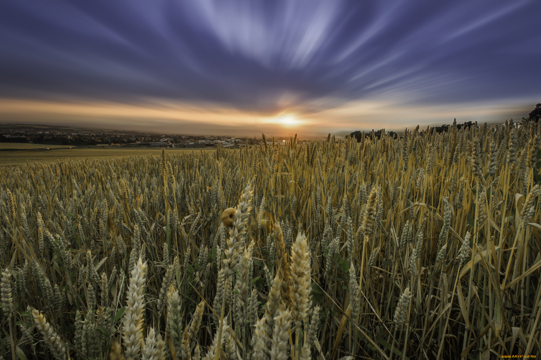 природа, поля, простор