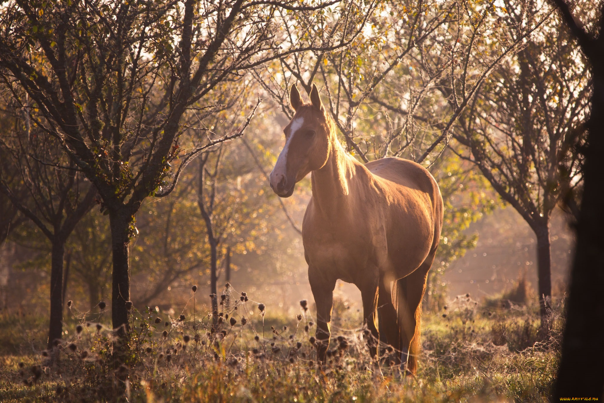 животные, лошади, конь, рыжий, пастбище, лес, лето, утро, солнце, свет, блики, размытие, паутина
