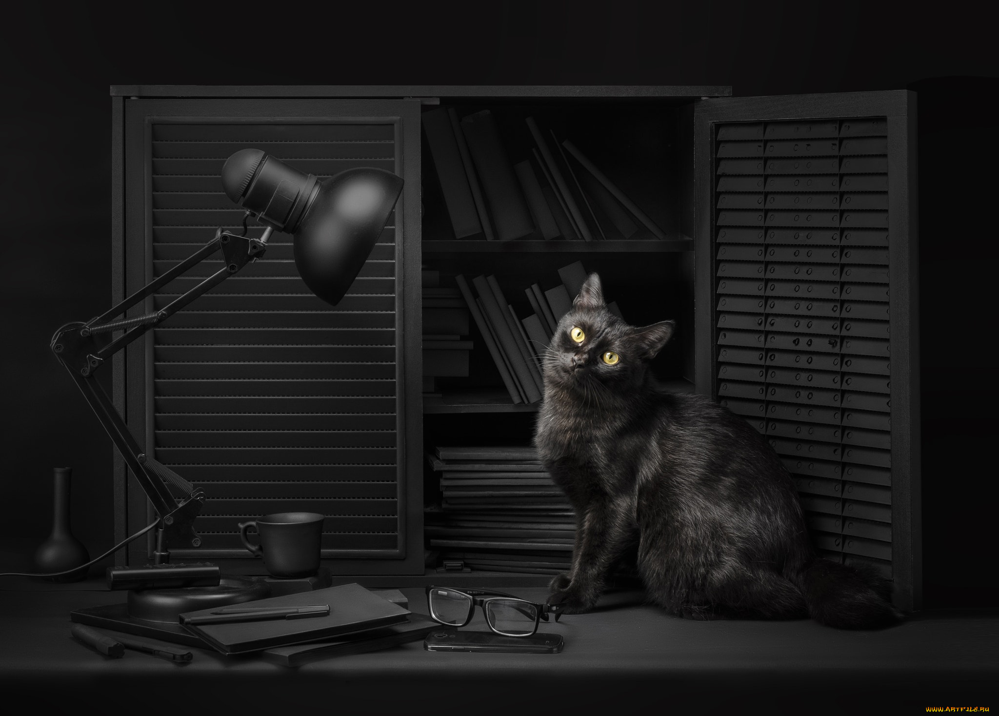 кот, животные, коты