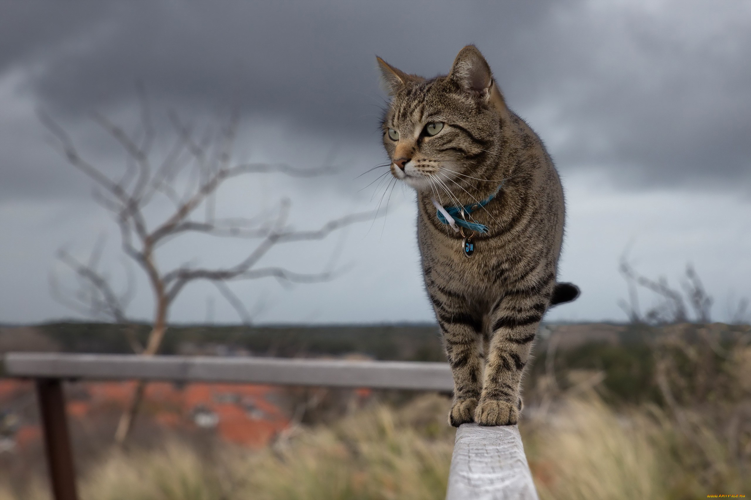 кот, животные, коты