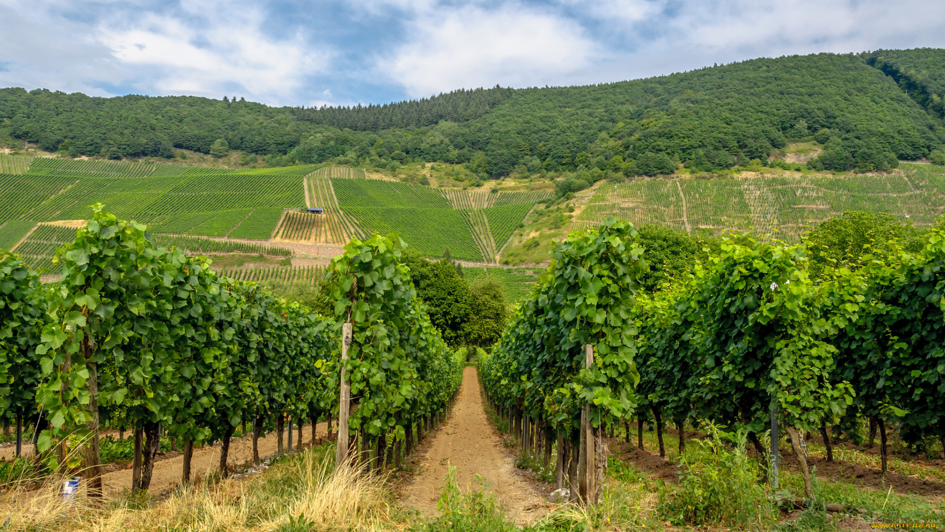 природа, деревья, простор