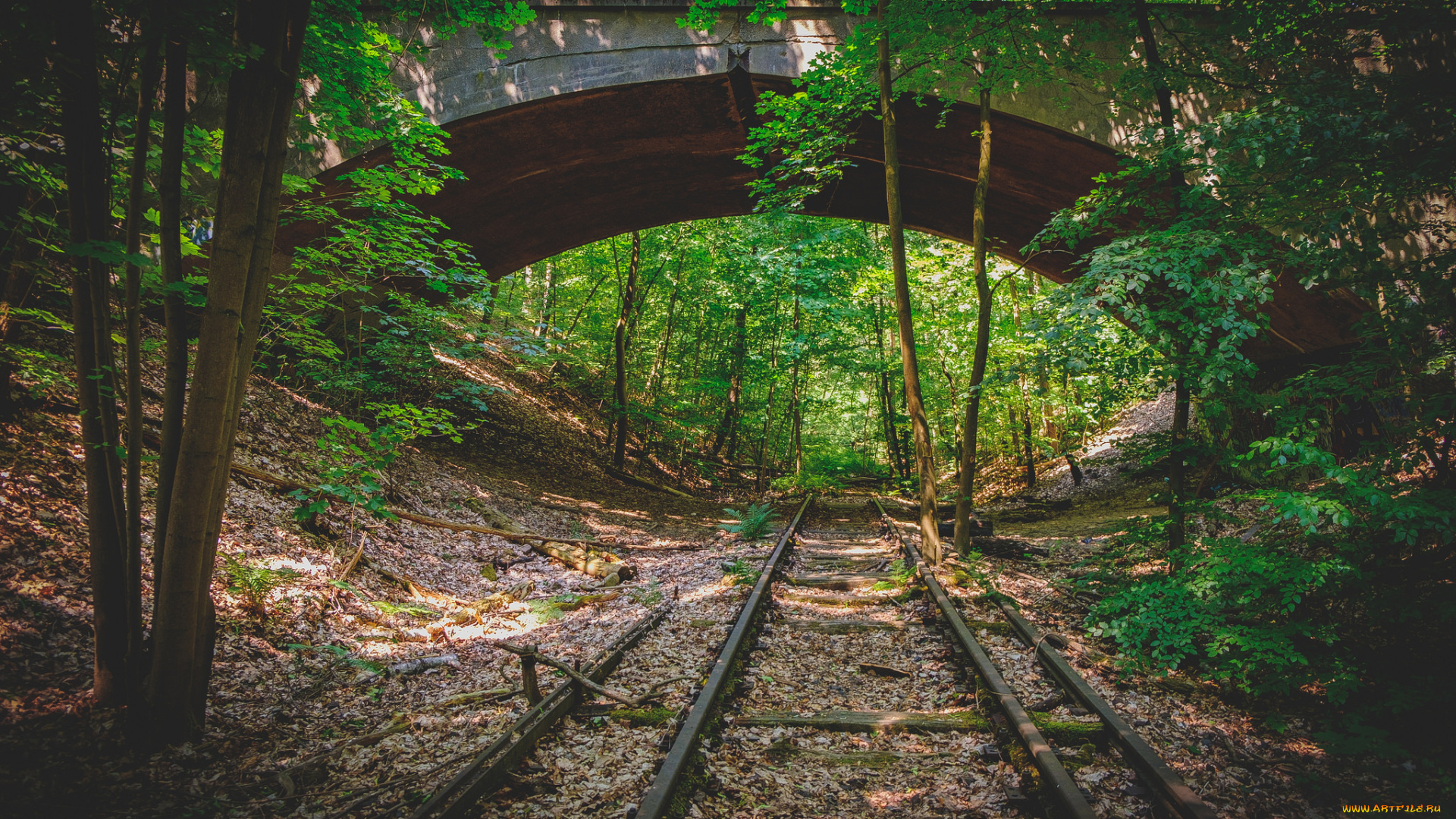 природа, лес, простор