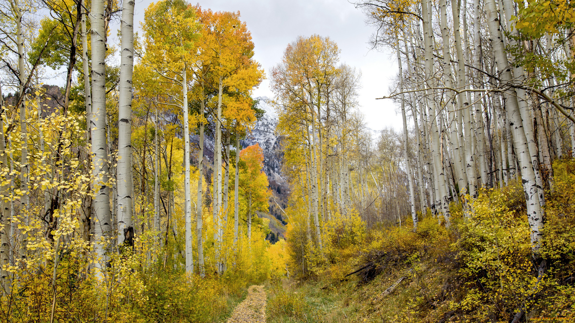 природа, лес, простор