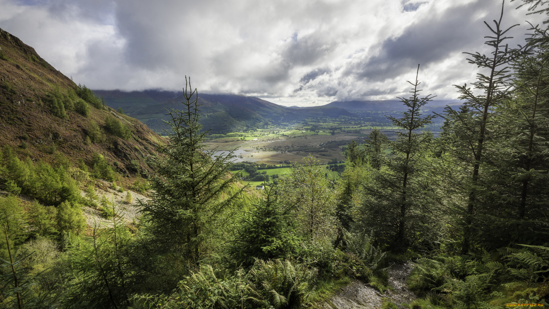 природа, лес, простор