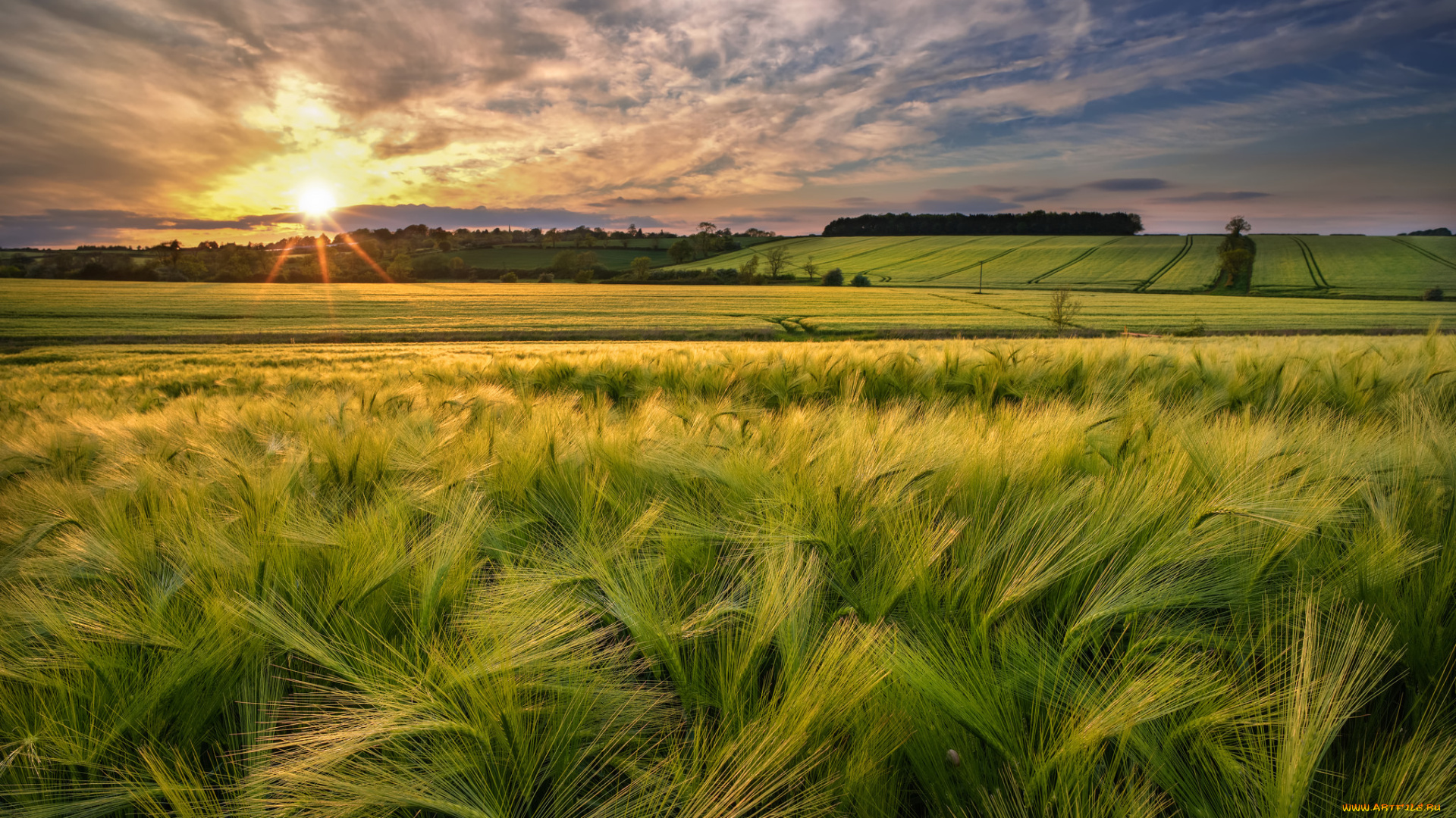 природа, поля, простор