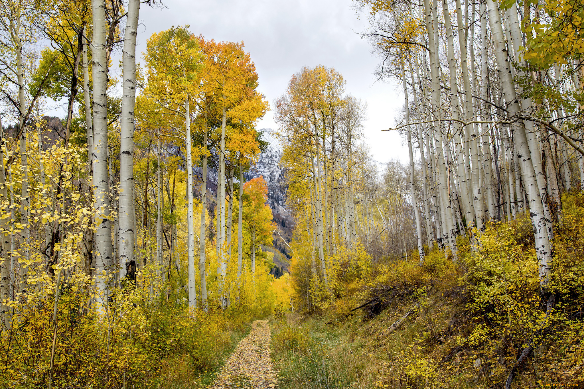 природа, лес, простор