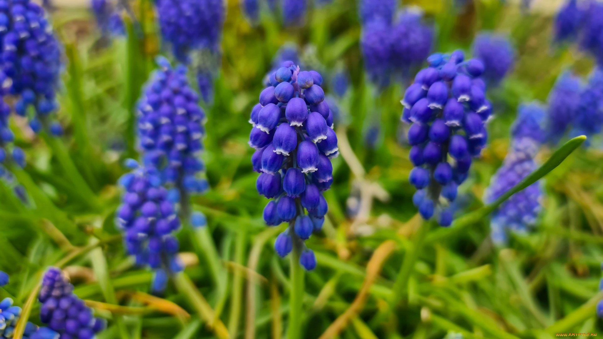 цветы, мускари, синий