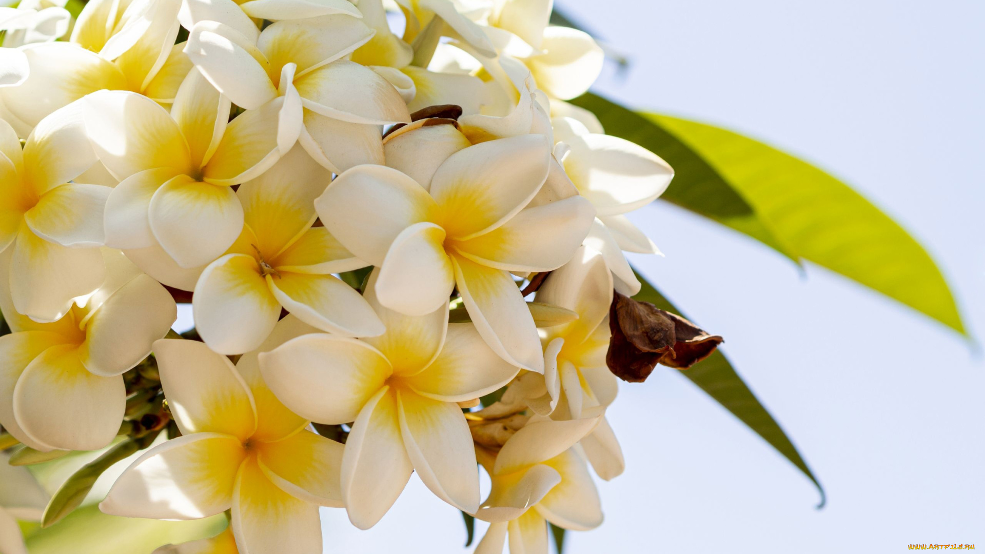 цветы, плюмерия, ветка
