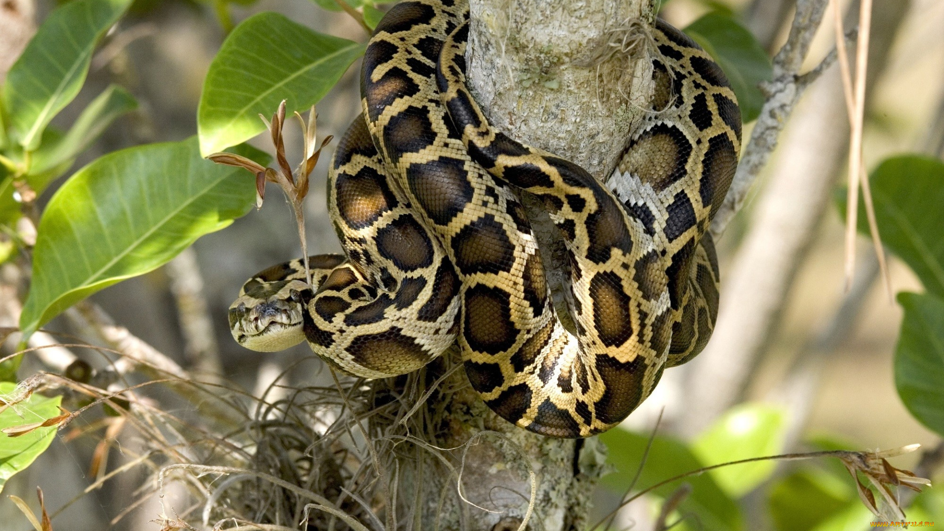 питон, животные, змеи, , питоны, , кобры, пресмыкающиеся, чешуйчатые, змея, джунгли, тропики