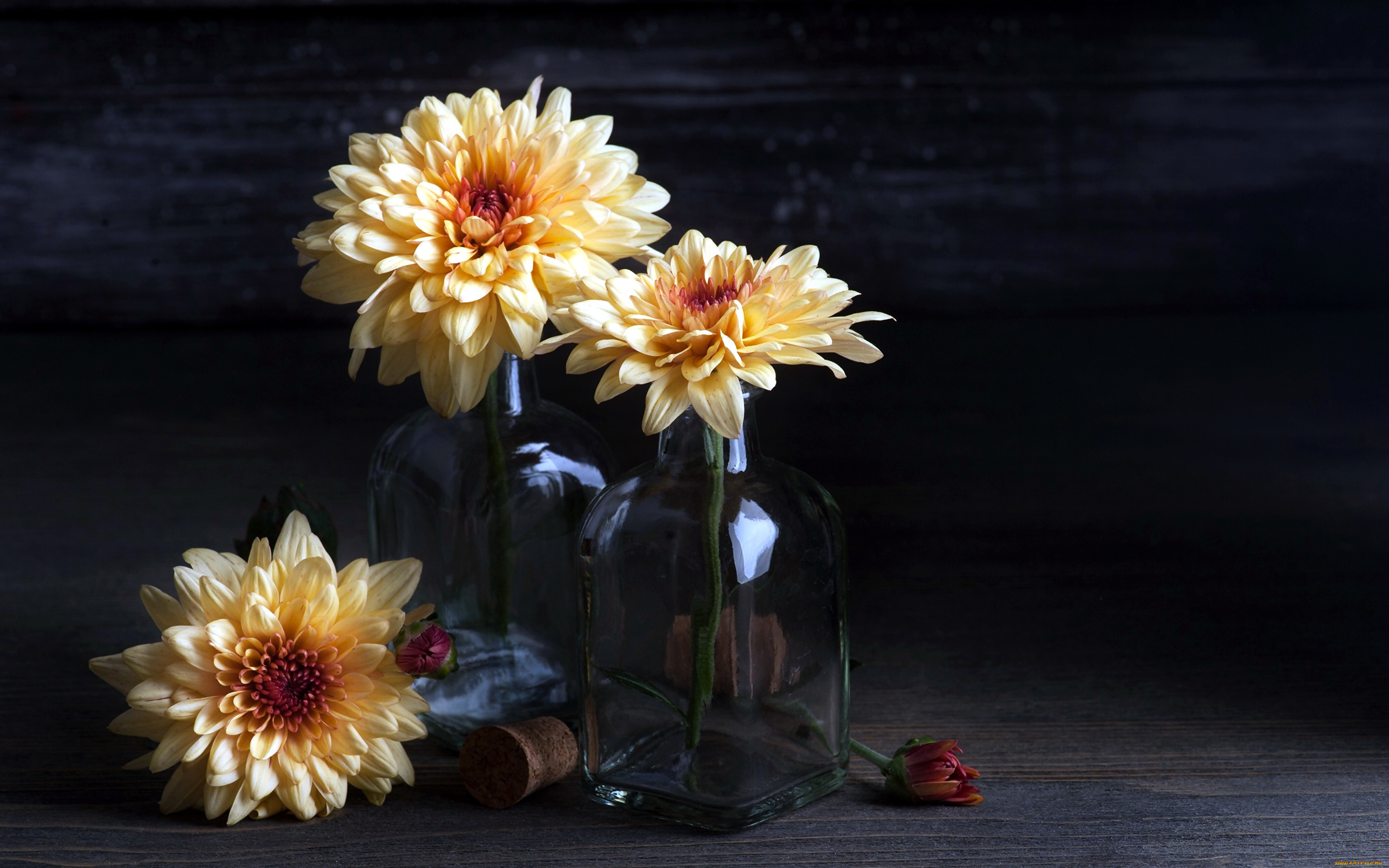 цветы, георгины, трио