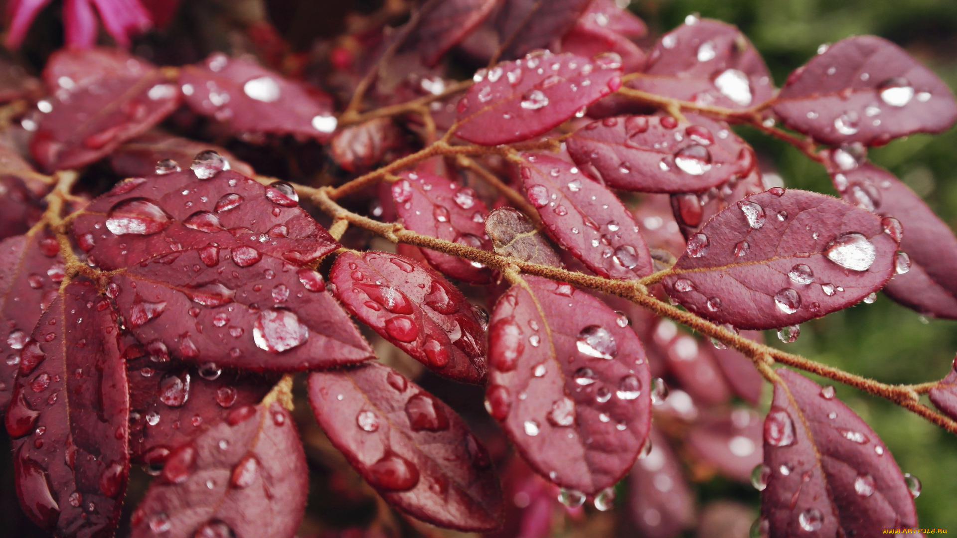 природа, листья, капли, макро