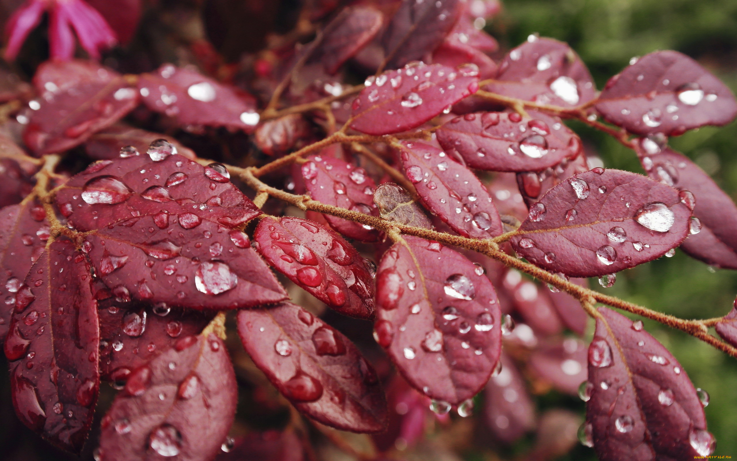 природа, листья, капли, макро