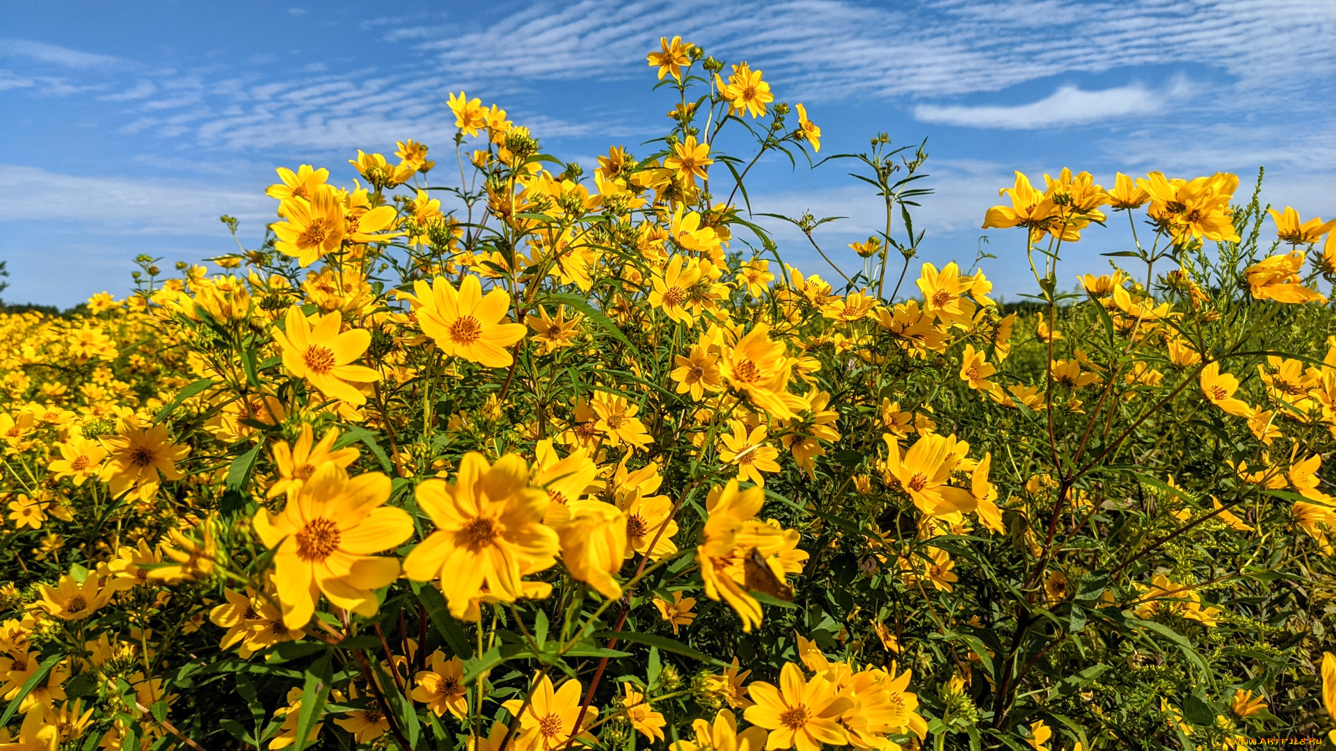 цветы, кореопсис