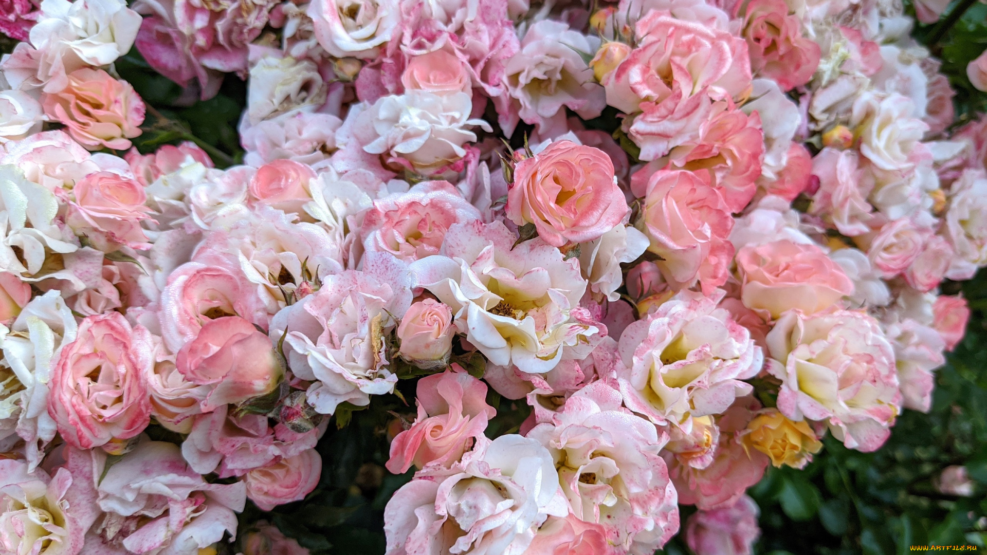 цветы, розы