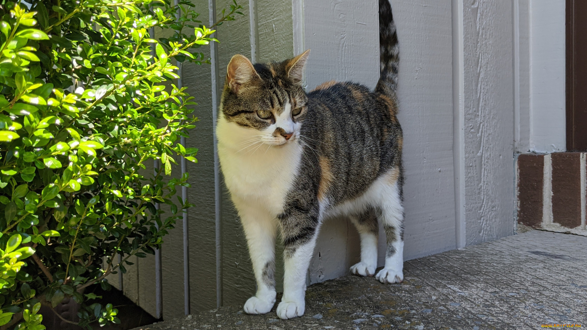 животные, коты, кот, кошка