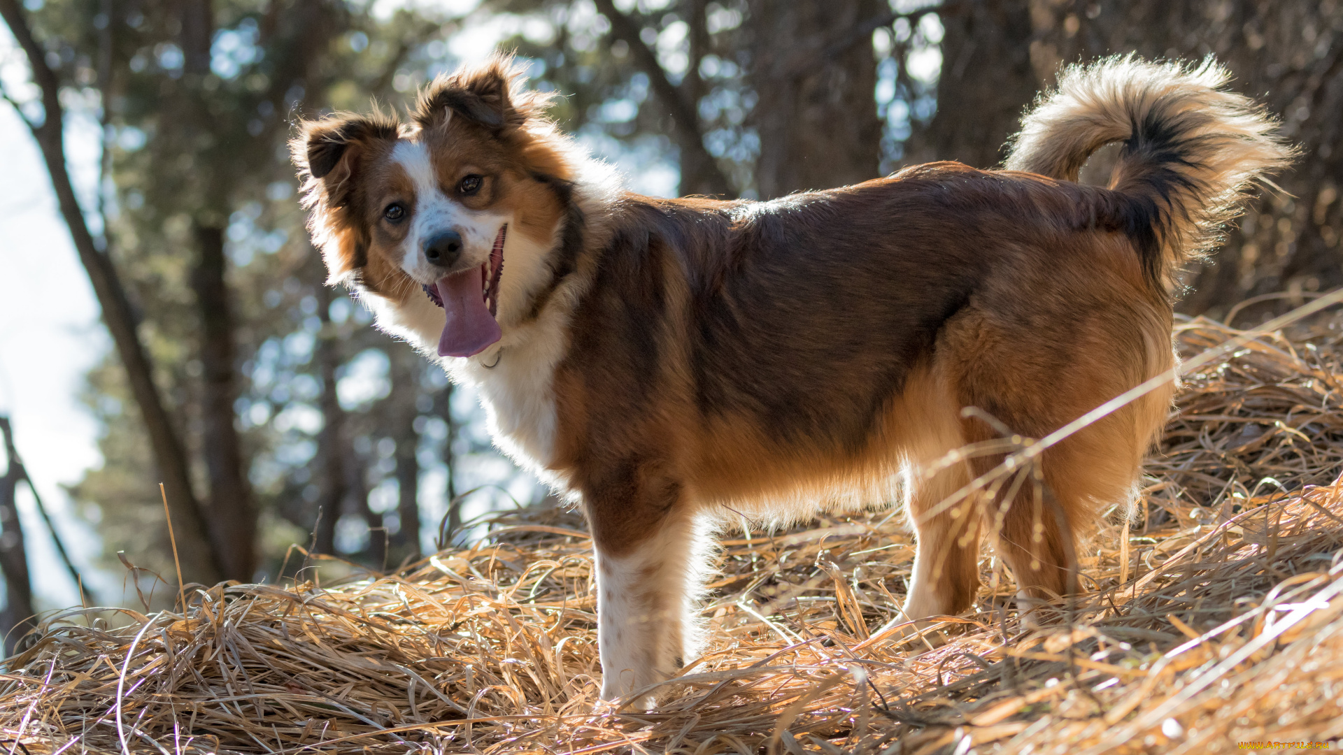 животные, собаки, собака