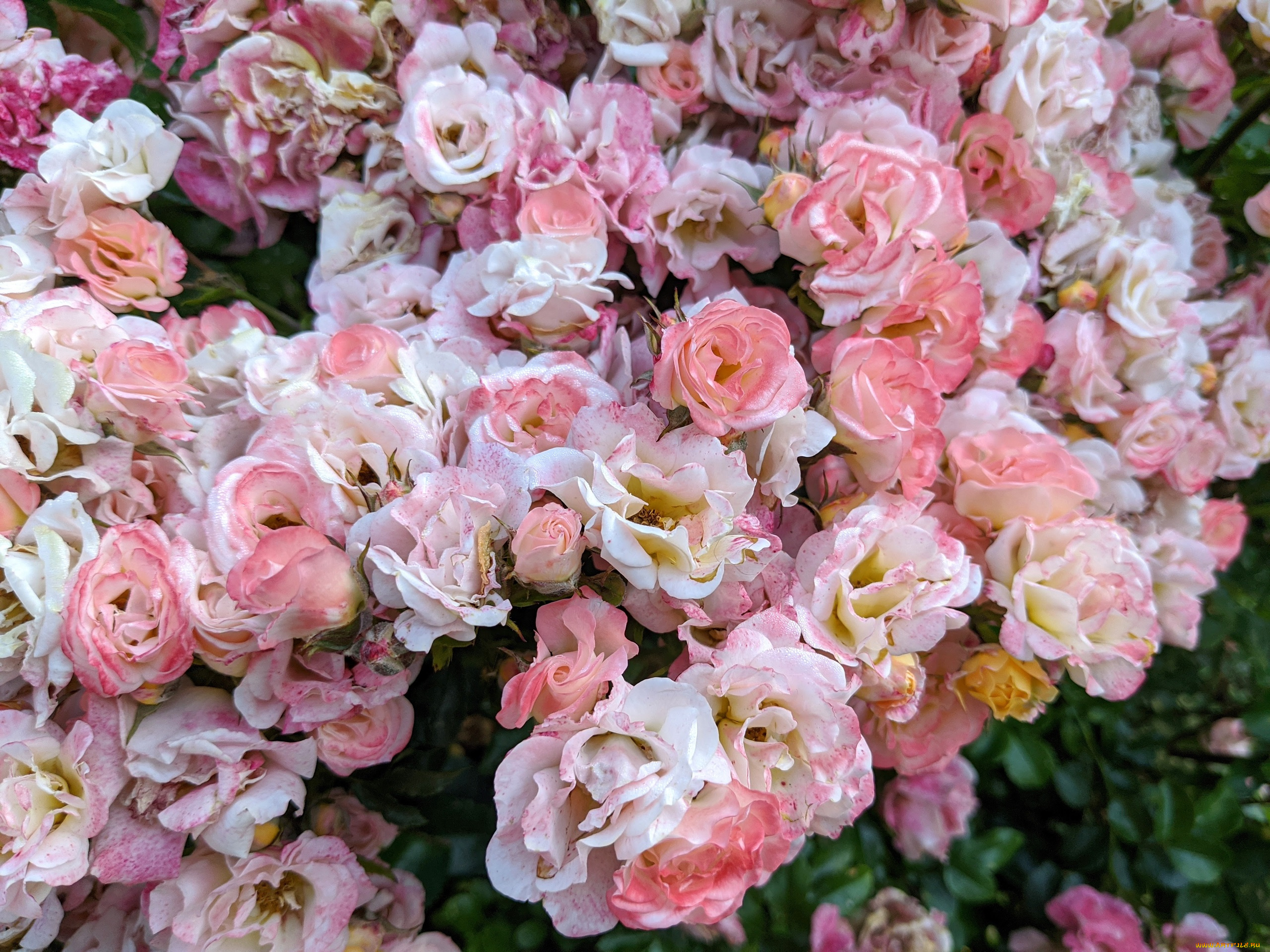 цветы, розы