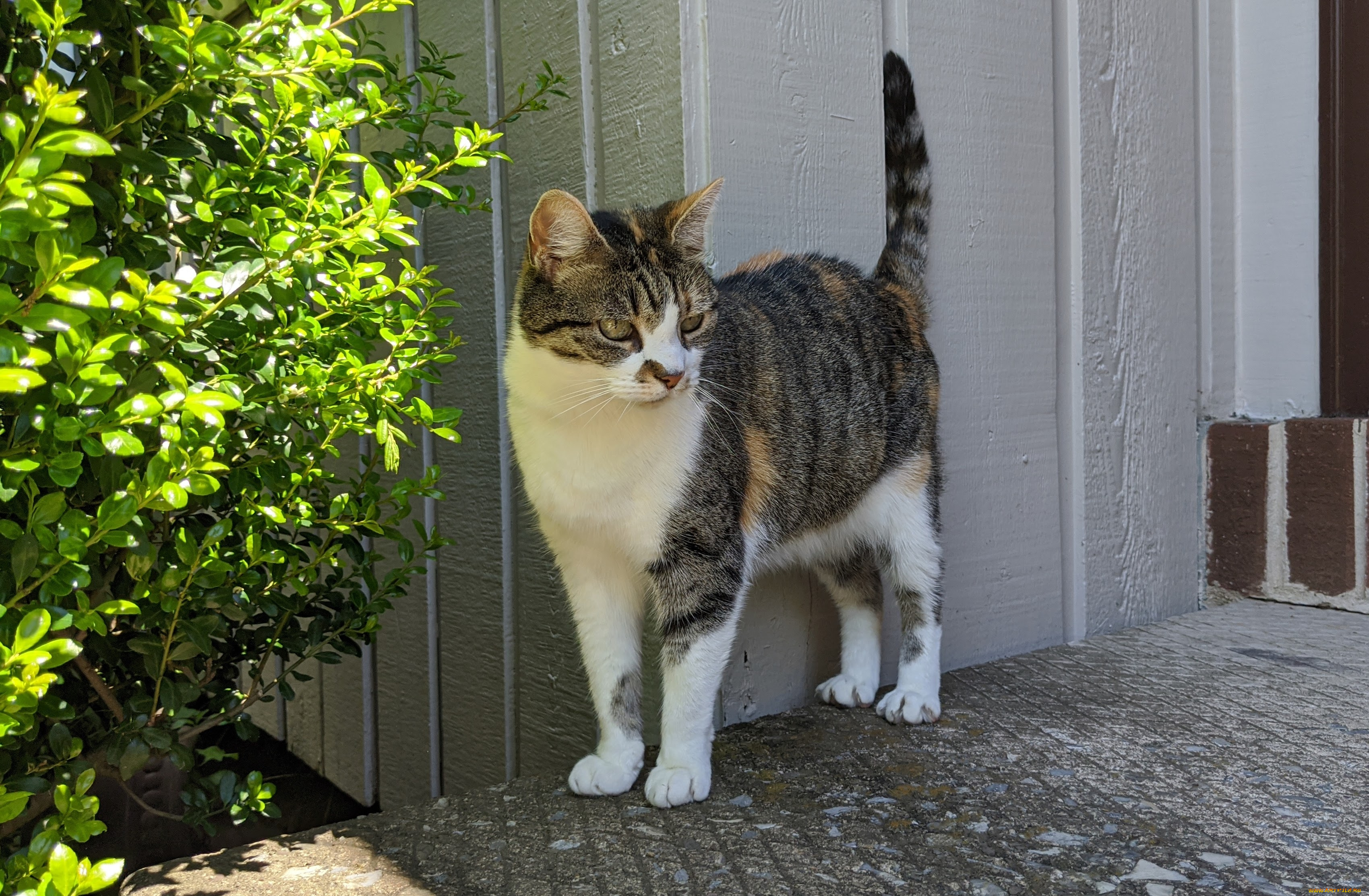 животные, коты, кот, кошка