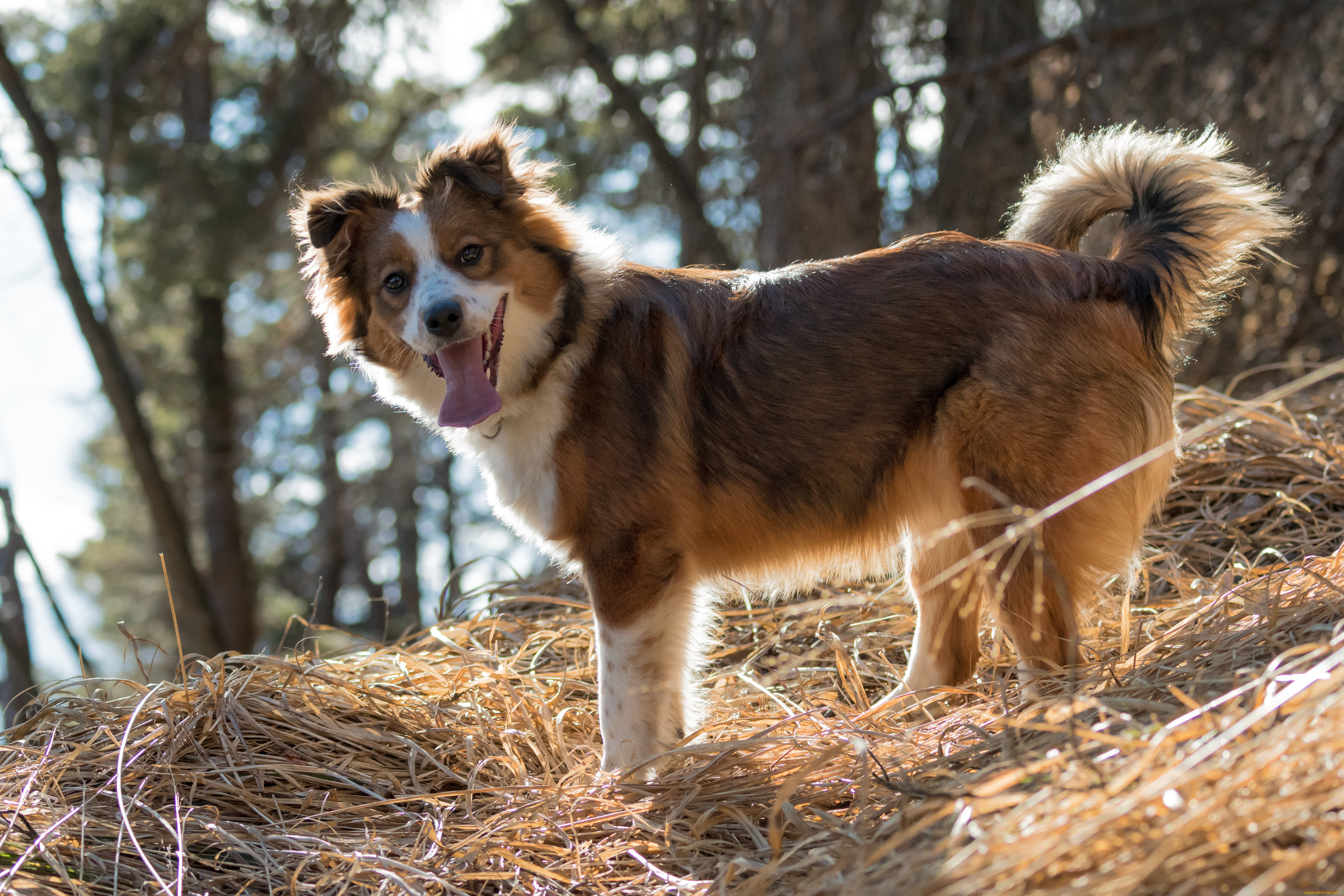 животные, собаки, собака