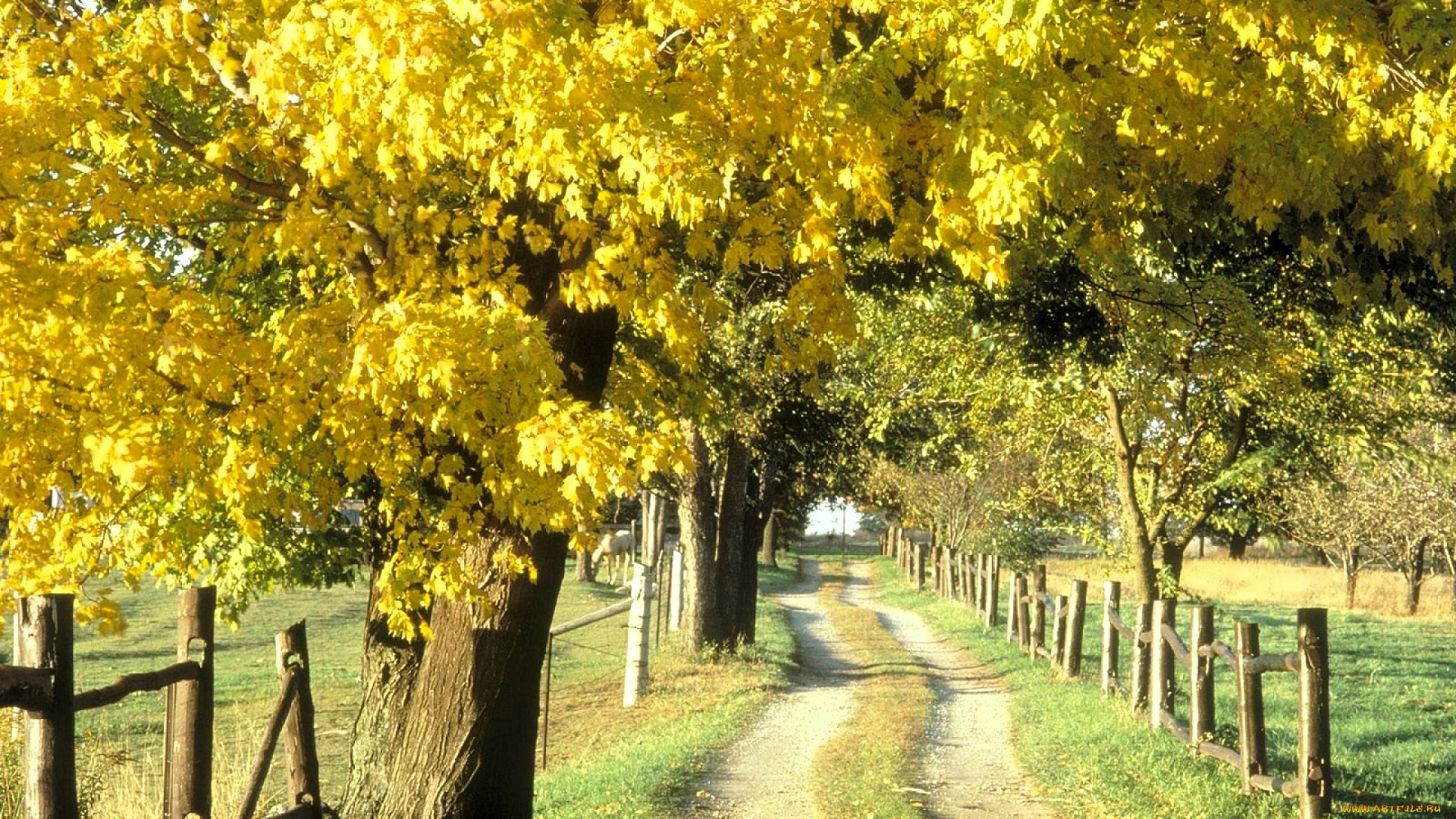 природа, дороги, поля, деревья, осень, забор, дорога