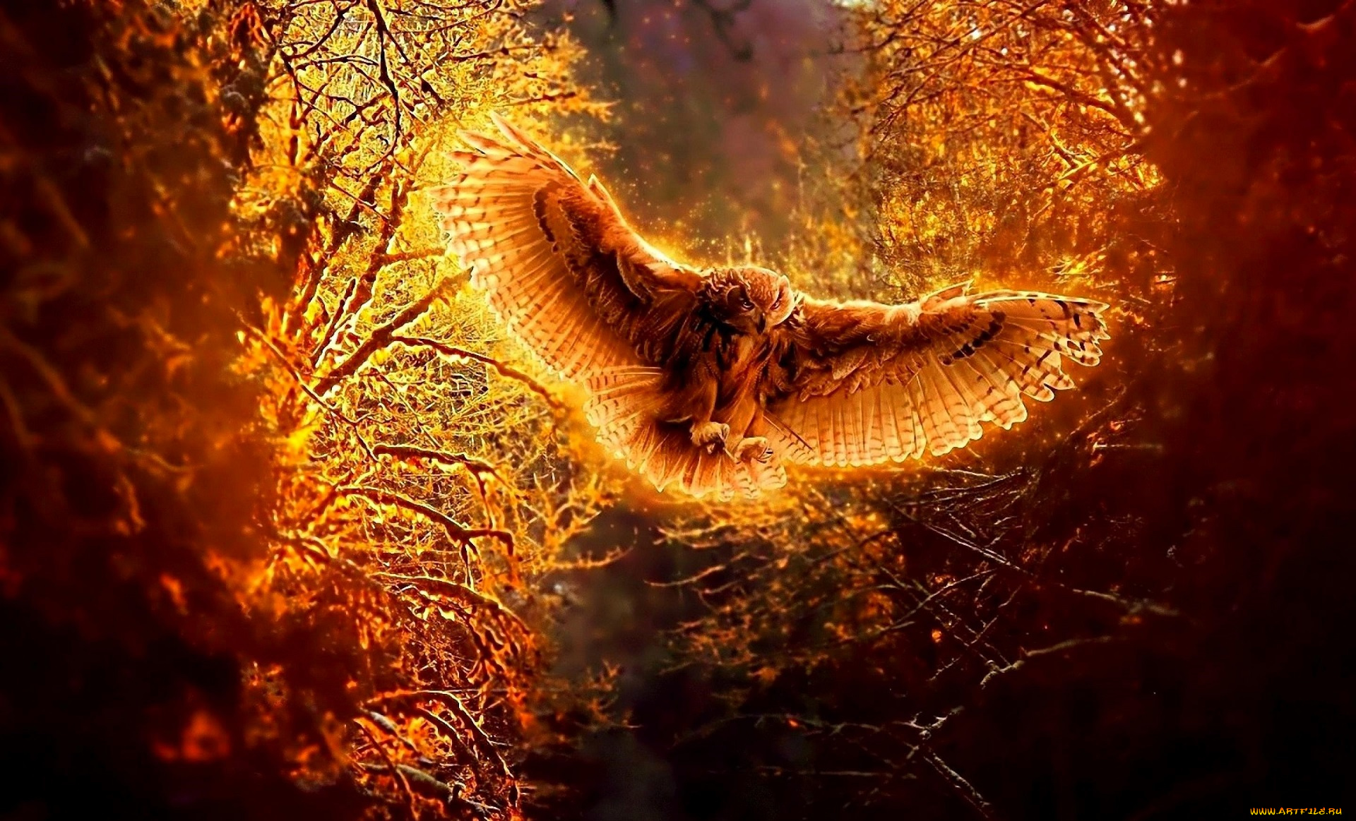 разное, компьютерный, дизайн, сова, полет, птица, лес