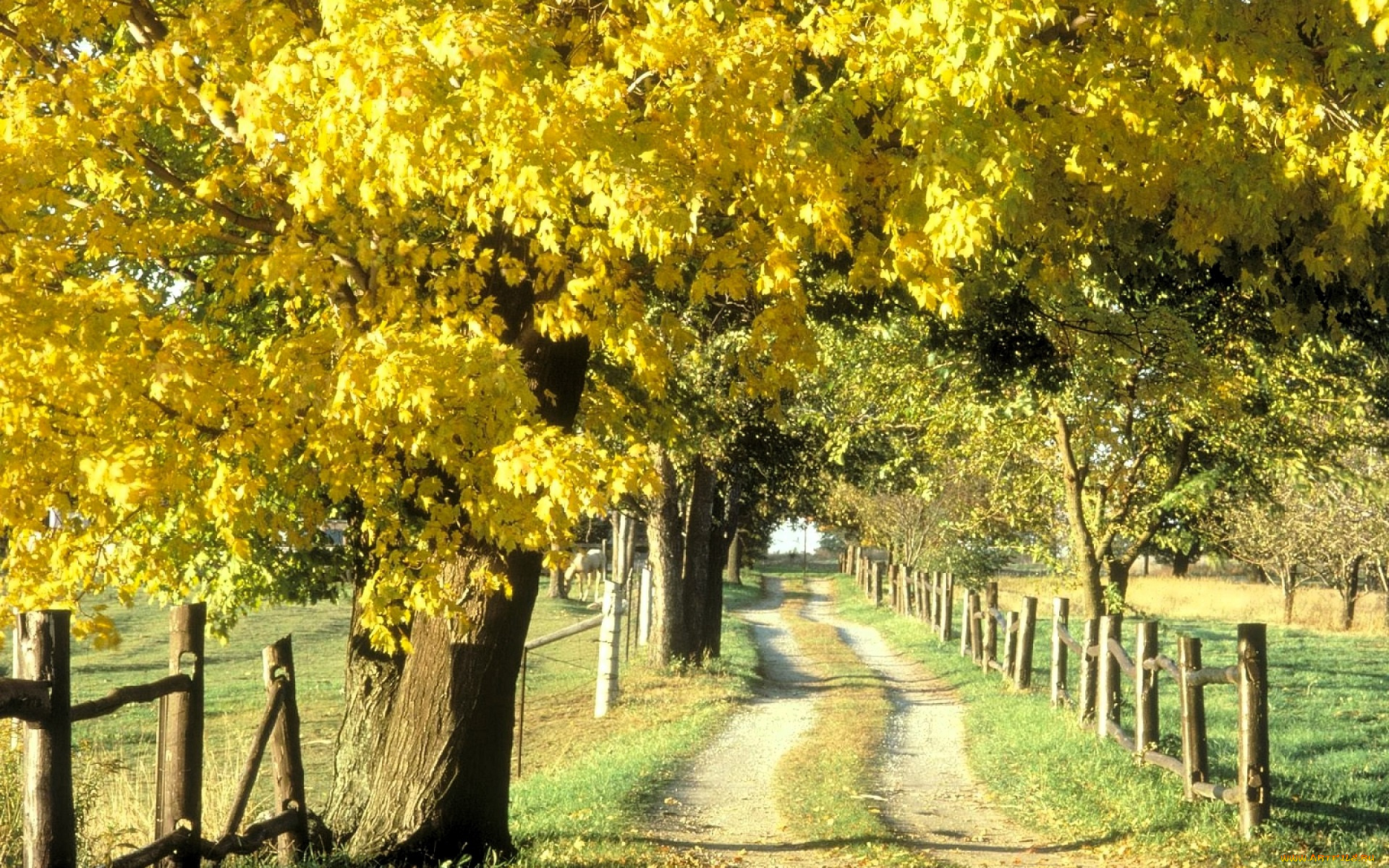 природа, дороги, поля, деревья, осень, забор, дорога